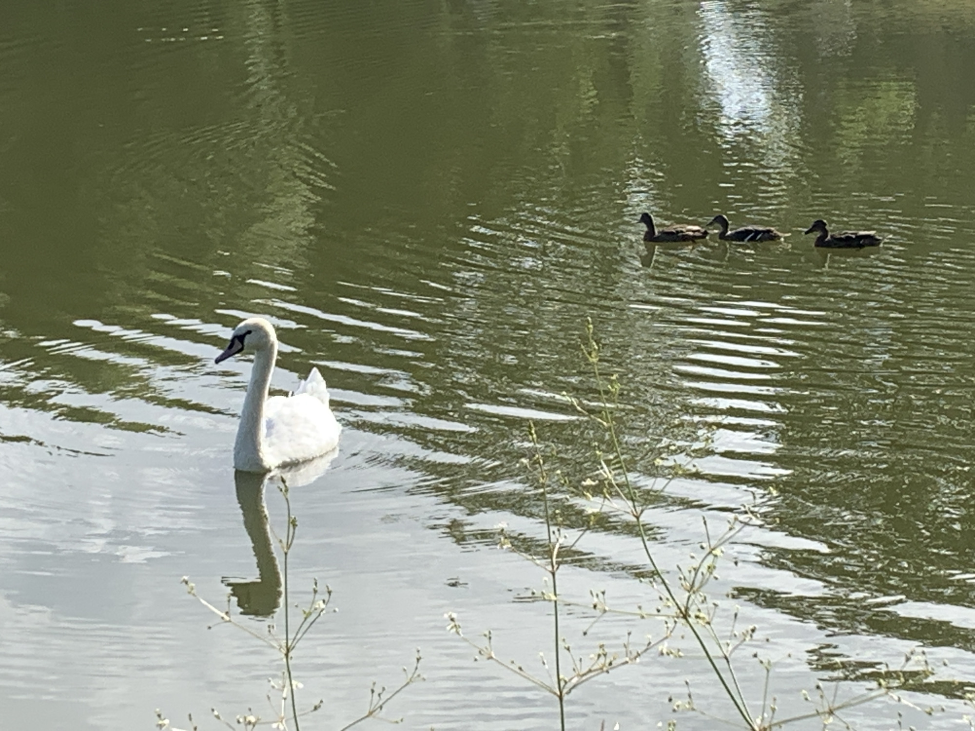 A white swan is swimming on a body of water. In the background, a group of ducks is also swimming. The water has ripples, and there are reflections of greenery. Some dry plant stems with small white flowers are in the foreground. The scene is set outdoors in natural light, likely a pond or lake within a park or natural area. The location is not specified beyond the city of Kolomyia, Ukraine.