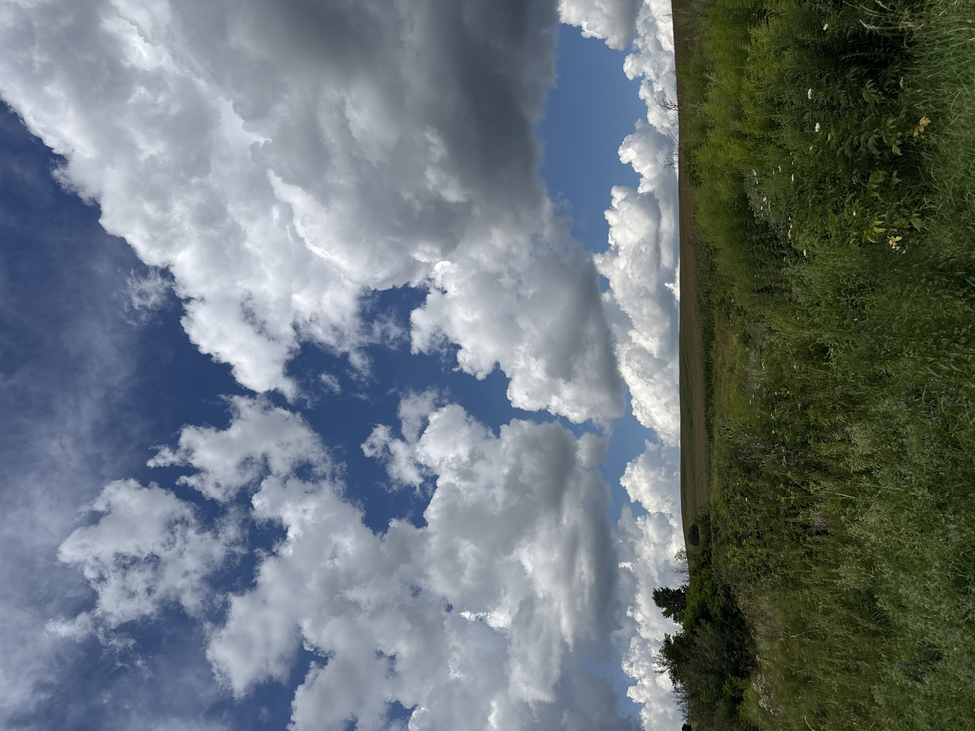 A landscape photograph captures a vast field under a dramatic sky filled with white and gray cumulus clouds. The foreground is dominated by dense, green vegetation, including tall grasses and leafy plants, with hints of white wildflowers scattered throughout. In the midground, a gently sloping field extends towards the horizon. The field appears to be agricultural, with a section of darker, possibly cultivated land, and another section showing rows of a taller crop, likely corn. A line of trees marks the transition between the midground and the distant horizon. The background features a clear blue sky punctuated by the imposing cloud formations. The scene is devoid of human presence or man-made structures, presenting a natural, rural environment.