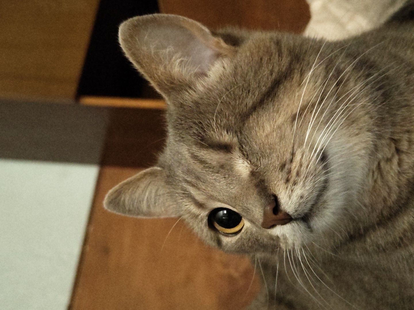 The image shows a close-up, eye-level portrait of a tabby cat's face. The cat is in focus and is looking to the left of the frame, with its right eye open and its left eye closed, giving the appearance of a wink. The cat's fur is a mixture of gray and brown stripes, with white whiskers. The background is blurred, showing a wooden surface and a light-colored wall. The lighting appears to be artificial and warm. The cat's head is tilted slightly.