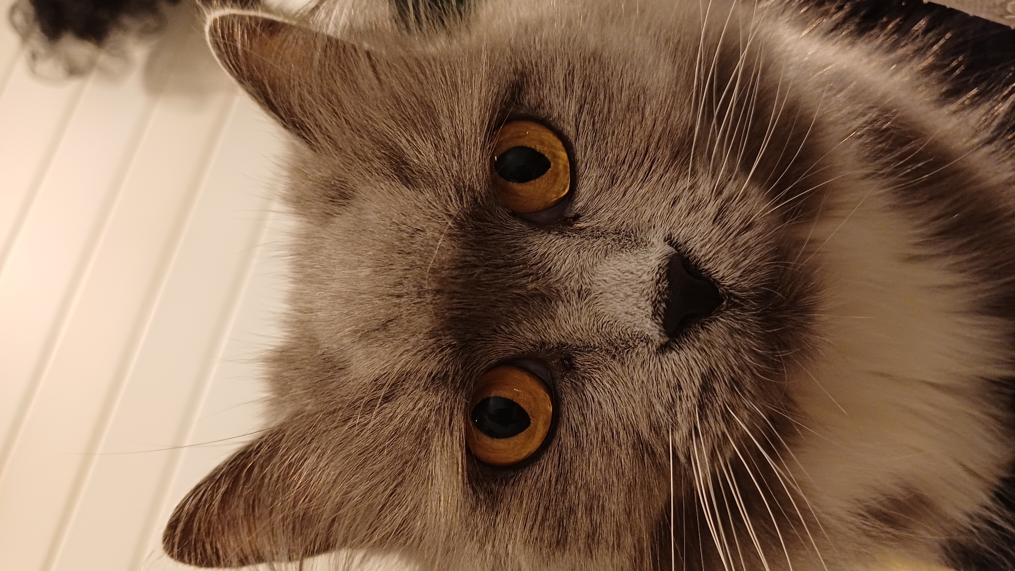 A close-up, rotated image of a grey, fluffy cat's face. The cat has amber-colored eyes and a black nose. Long white whiskers are visible. The background is indistinct. The location of Timokhovo, Russia is not relevant to the image content.