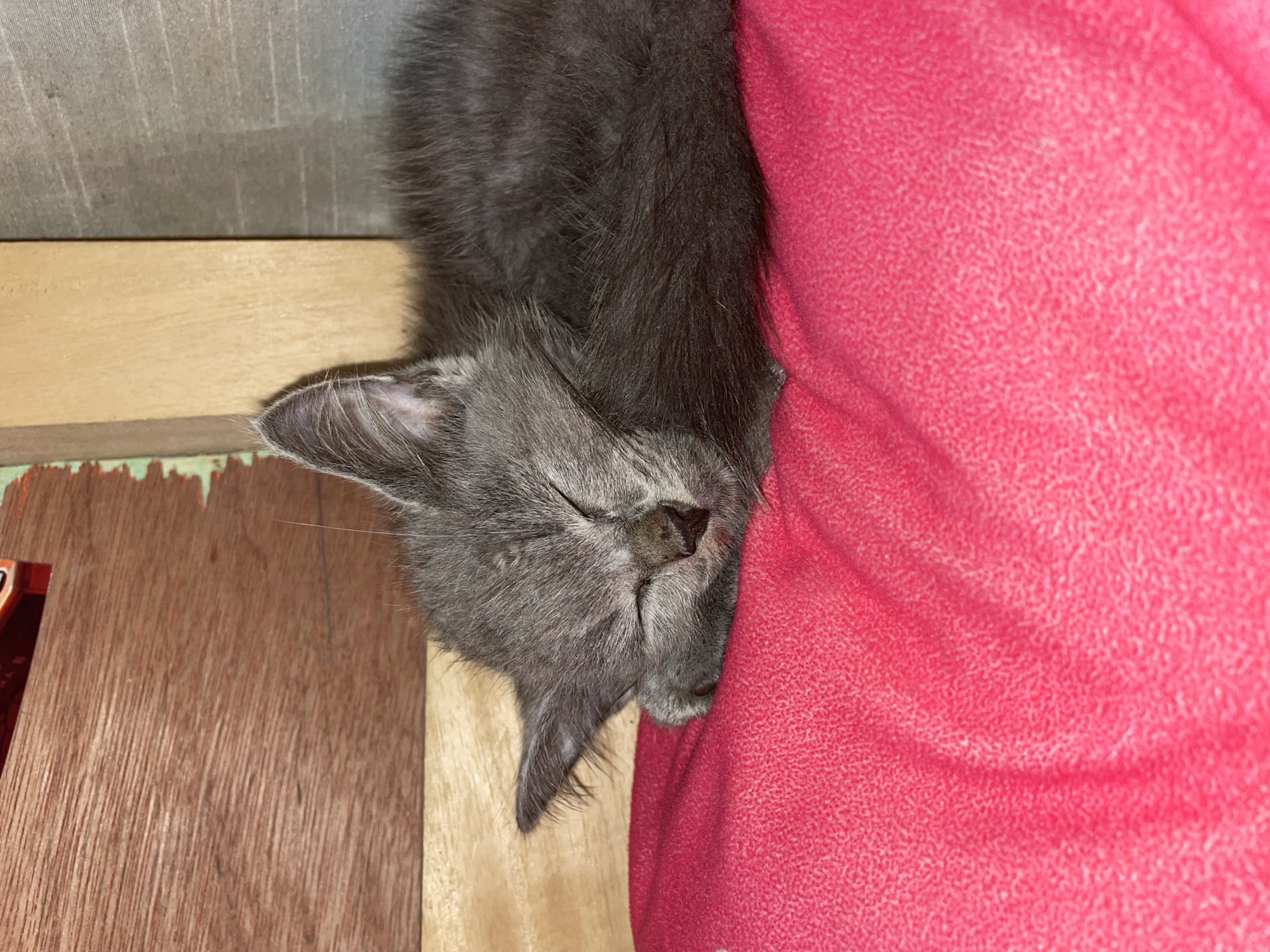A gray kitten is sleeping on a pink blanket. The kitten's eyes are closed, and its paws are tucked under its head. The kitten's fur is fluffy, and its ears are pointed. The pink blanket is soft and plush. The background of the image is a wooden surface and a gray wall. The image appears to be taken indoors.