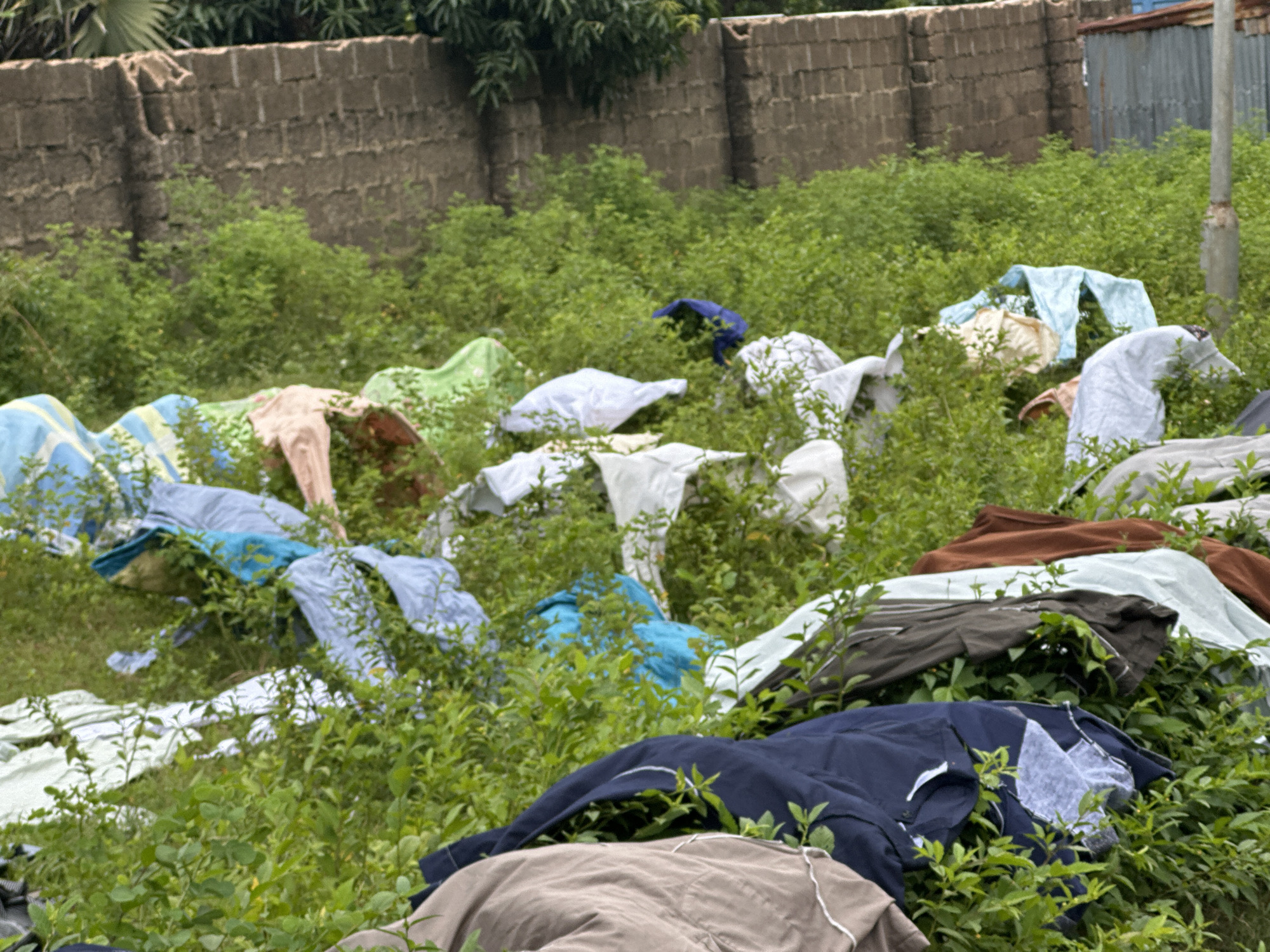 A pile of discarded clothing is scattered across a grassy area in Kaduna, Nigeria, near a brick wall and a corrugated metal fence. The clothing consists of various garments, including shirts, pants, and what appear to be sheets or blankets, in a range of colors such as blue, white, green, brown, and red. The items are spread haphazardly amongst the dense green foliage, some partially obscured by the plants. The scene appears to be an outdoor space, possibly a yard or an undeveloped plot of land. There are no people visible in the image.