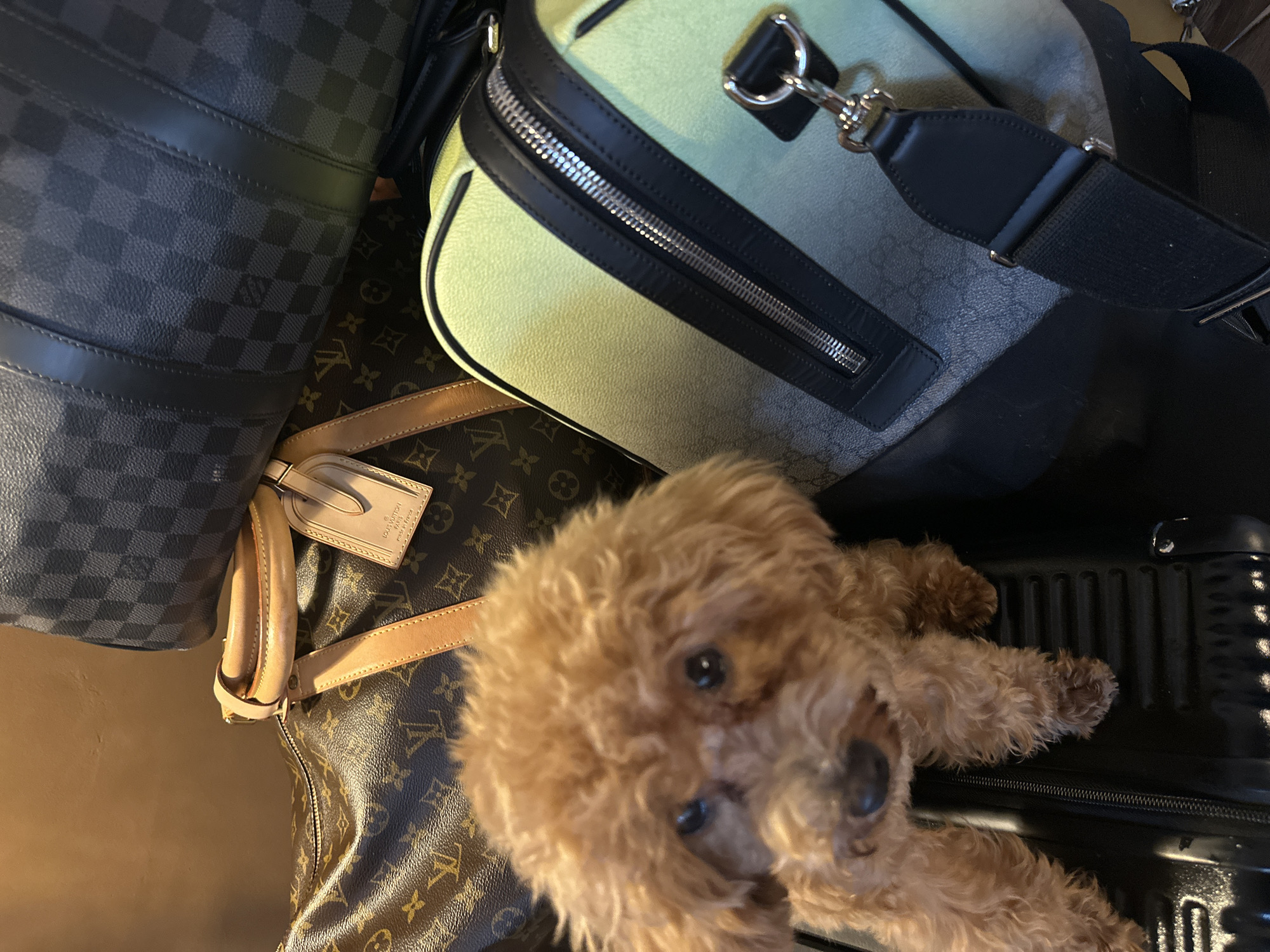 An overhead shot captures a small, fluffy, light brown dog, likely a poodle or similar breed, resting amidst an assortment of luxury luggage. The dog, with dark, expressive eyes, lies partially on a black, hard-shell suitcase, looking directly up at the camera.
Surrounding the dog are several high-end travel bags. To the left is a large, dark gray Louis Vuitton duffel bag featuring the Damier Graphite checkered pattern. Below this, a brown Louis Vuitton monogrammed duffel bag is visible, complete with a natural leather trim and a luggage tag. The tag clearly reads "LOUIS VUITTON PARIS made in FRANCE." Part of a light tan leather strap from this bag extends towards the center.
Above the monogrammed Louis Vuitton bag and behind the dog is a light green duffel bag with black trim and a prominent silver zipper. This bag features a subtle pattern, identifiable as the Gucci GG Supreme print, and has a black fabric shoulder strap attached with silver hardware. The scene suggests an indoor setting, possibly a hotel room or home in Kuta Selatan, Indonesia, indicating preparations for travel or a recent arrival. The arrangement of the bags and the relaxed posture of the dog evoke a sense of travel or a holiday setting.