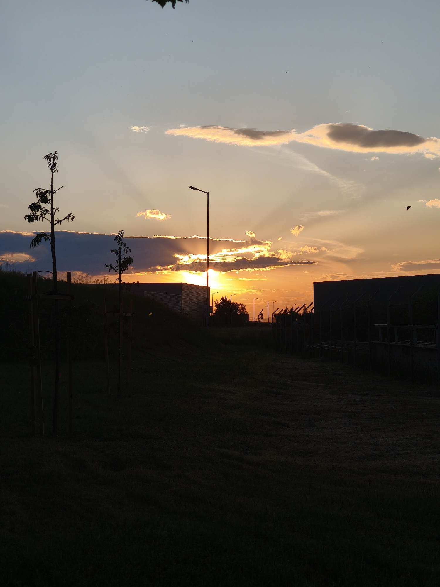 The image shows a sunset in Benkovski, Bulgaria. The sun is obscured by clouds, creating a dramatic display of light rays. In the foreground, there is a grassy field. To the left, there are three young trees supported by wooden stakes. A street lamp is silhouetted against the setting sun. Beyond the field, there are buildings and a fence. A single bird is visible in the sky.