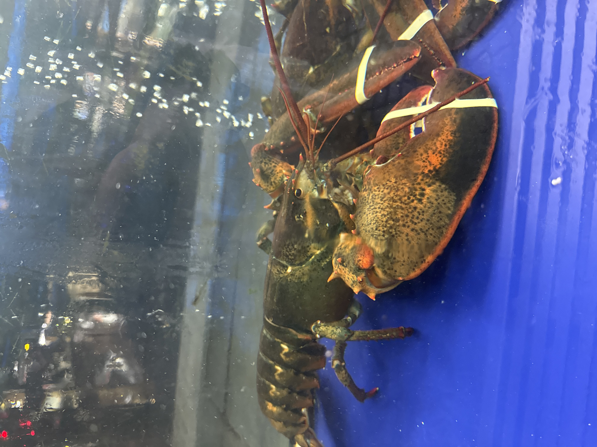 The image depicts a close-up view of a lobster in an aquarium. The lobster is dark green and orange, with white bands on its claws. Bubbles are visible in the water. The background is a combination of blue and dark surfaces. While the prompt requests the location as Da Nang, Vietnam, the image itself provides no indication of the location. Therefore, the description focuses solely on the observable elements.