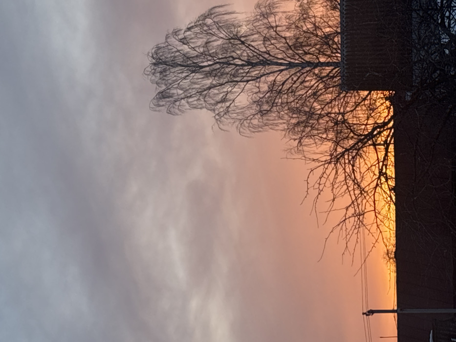 The image depicts an outdoor scene in Pavlovsky, Russia, at twilight, characterized by a multi-colored sky. The lower portion of the sky, near the horizon, displays bright orange and yellow hues, transitioning upwards into shades of pink, pale purple, and grey. Silhouetted against this sky are the bare, intricate branches of several deciduous trees, one prominently featuring a weeping habit, suggesting a late autumn or winter season. In the lower left quadrant, a dark utility pole with at least two horizontal wires is visible. Below the horizon line, the dark, angular outlines of multiple building rooftops are discernible, occupying the lower third of the frame. No individuals or specific actions are identifiable within the scene.