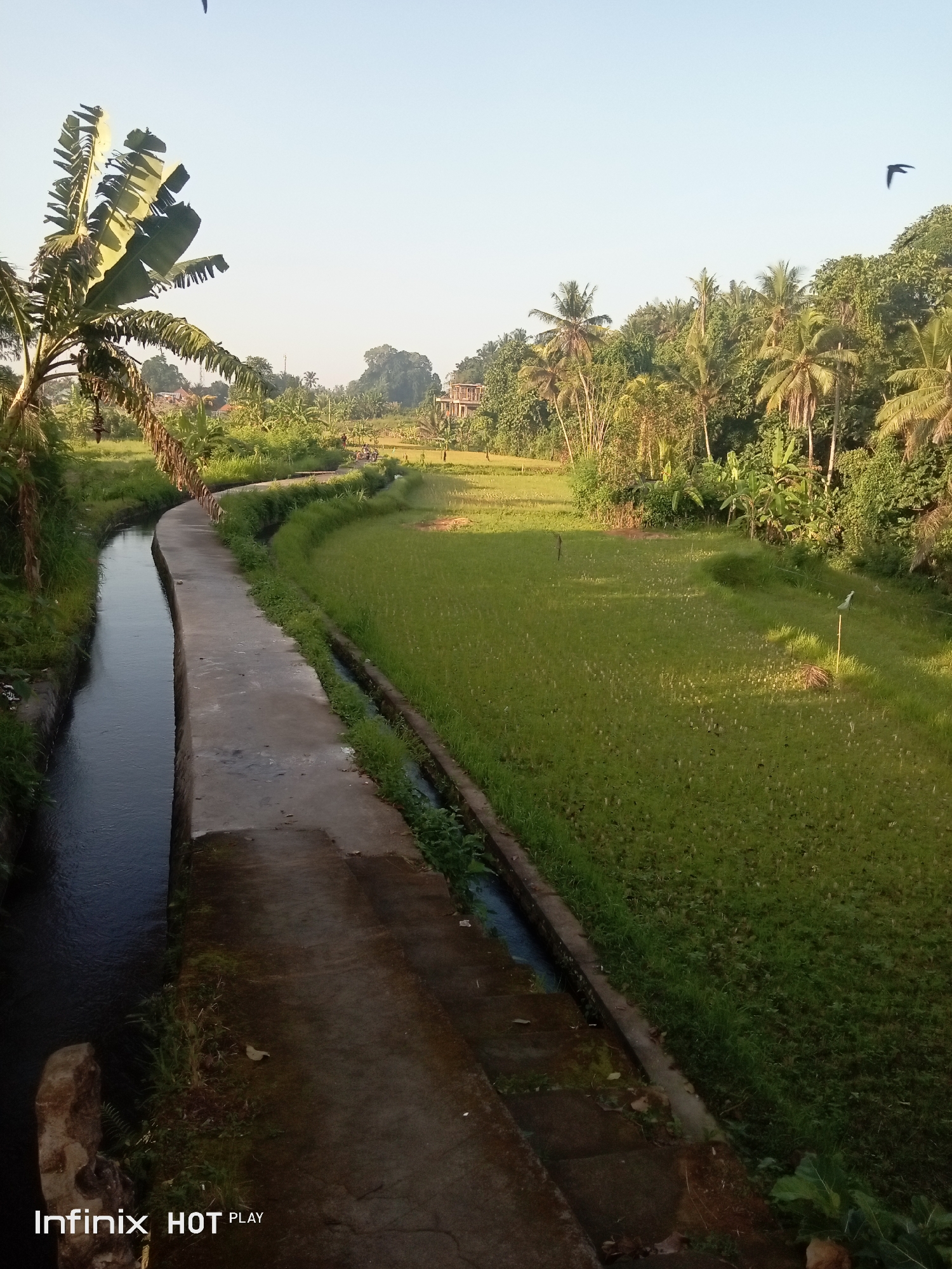A scenic view of a rural landscape in Blahbatuh, Indonesia, is captured during daylight hours. A concrete canal, filled with dark water, runs along the left side of the frame, bordered by a paved walkway. To the right of the walkway, a vibrant green rice paddy stretches into the distance, dotted with small water plants and intersected by a narrow irrigation ditch. Lush tropical vegetation, including banana trees and palm trees, frames the scene on both sides, with a cluster of buildings visible in the background. The sky above is clear and a pale blue, with two birds in flight, one near the top of the frame and another in the upper right corner. The overall impression is one of tranquility and natural beauty.