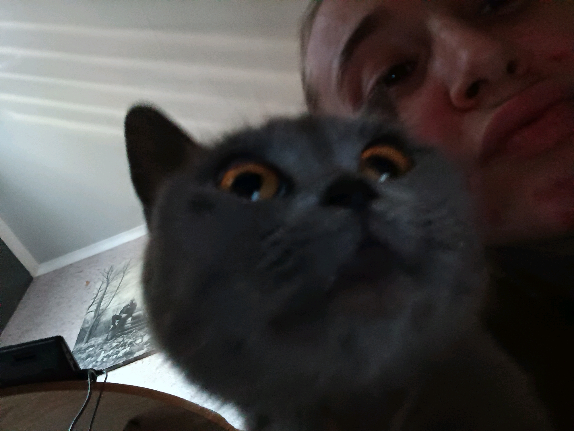 The image is a close-up, low-angle selfie taken indoors. A person's face is visible in the upper right, with their chin and mouth in frame. A grey cat's face is prominently featured in the center of the image, looking directly at the camera with wide, orange eyes. The cat's fur is short and appears to be a solid grey color. In the background, a wall with patterned wallpaper is visible, featuring a black and white landscape print of trees and a figure. A table with a laptop and a cable can be seen in the lower left portion of the image. The lighting appears to be artificial and the image quality is grainy. The location is specified as Vypasne, Ukraine.
