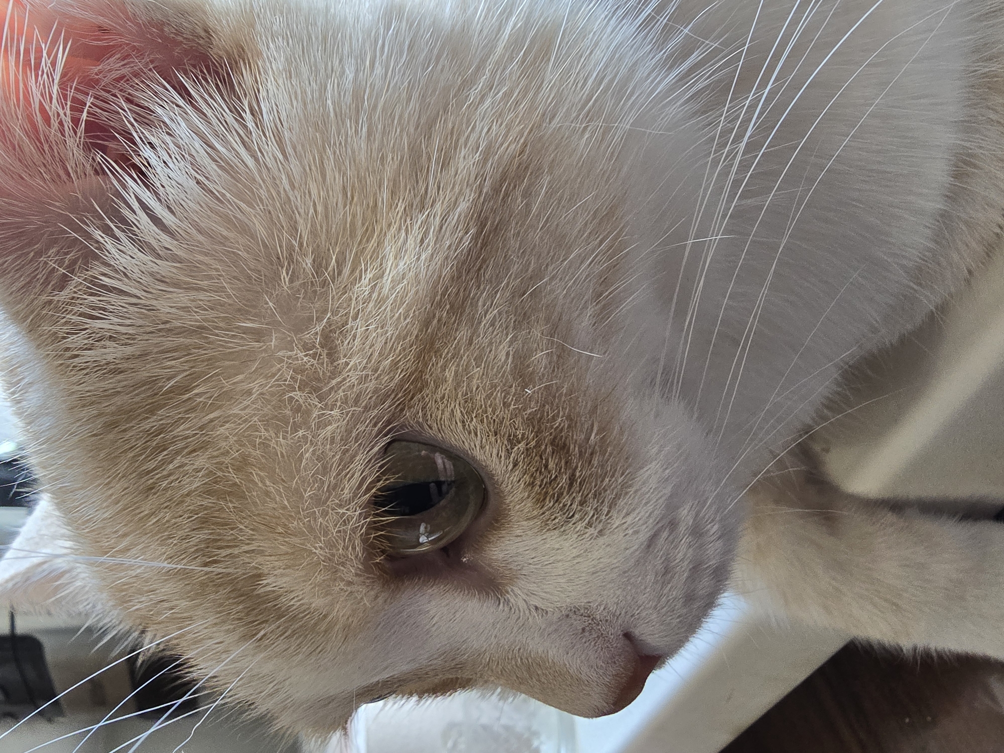 A close-up, side-profile shot shows the head of a ginger and white cat. The cat's eye, a large, amber-colored orb, is prominently featured, with reflections of light visible on its surface. The cat's fur is a mixture of light brown and white, with some darker ginger markings around the eye. Its whiskers are long and white, fanning out from its muzzle. The background is blurred and out of focus, with hints of what appears to be an indoor environment. The lighting is soft and natural.