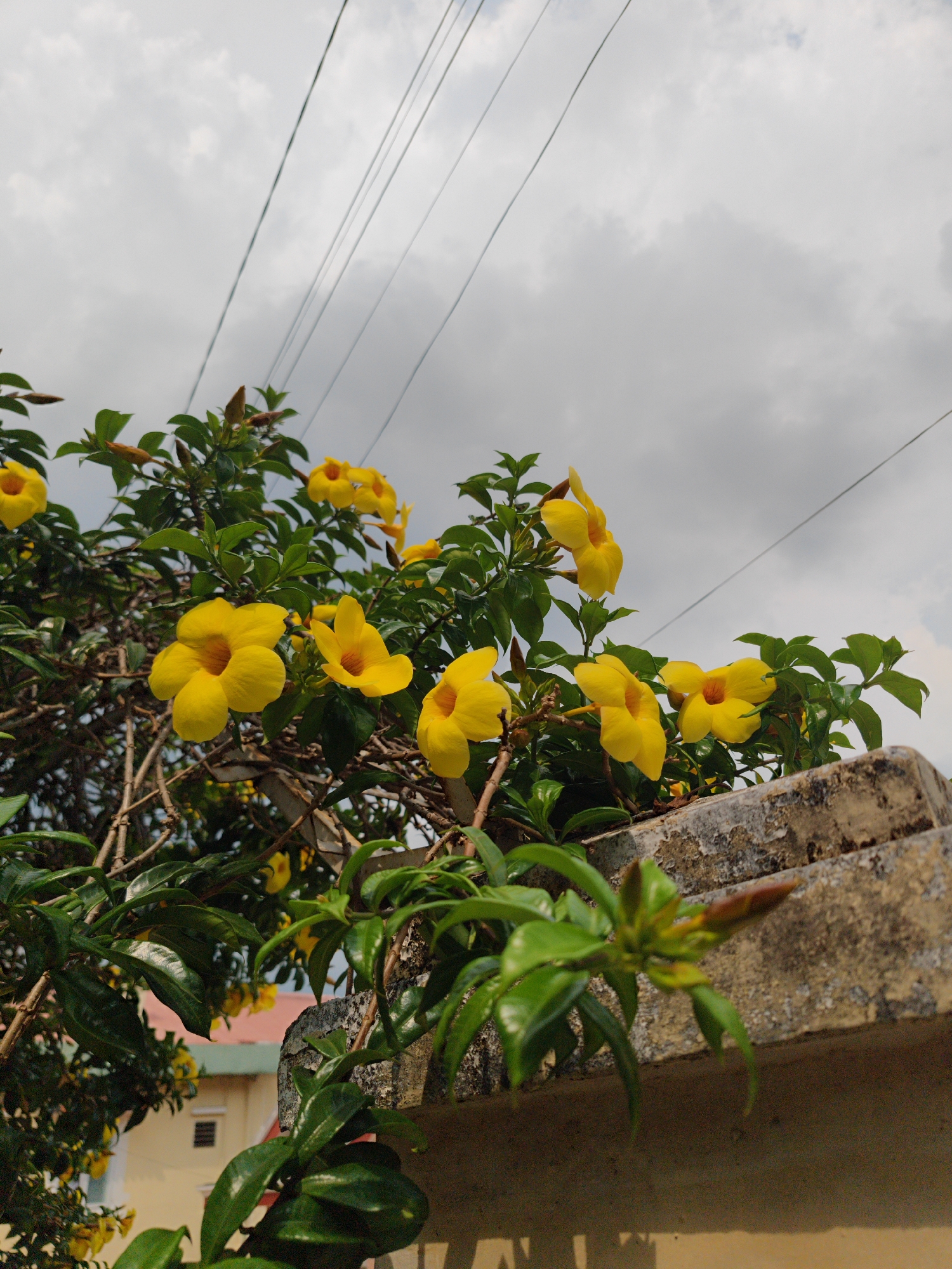 This upward-angled photograph captures vibrant yellow Allamanda flowers (golden trumpet vine) and their lush green foliage, set against an overcast sky in Da Lat, Vietnam. Numerous bright, trumpet-shaped blossoms, many featuring an orange-brown center, are abundant across the foreground and midground, growing on woody vines. A weathered concrete or stone ledge, possibly part of a wall or building, forms the lower-right edge of the frame, partially obscured by leaves and flower buds.
In the upper section, a wide expanse of cloudy, grey sky dominates, with several thin, dark power lines stretching diagonally across it. Peeking through the dense greenery in the background, parts of a building with light yellow walls and a reddish-orange roof are visible, including a window and a small vent, suggesting a residential area. The overall lighting indicates daytime, under diffused light conditions due to the heavy cloud cover. The scene is static, focusing on the natural beauty of the flowering plant intertwined with subtle hints of a built environment. No activity or text is visible. The image evokes a sense of tropical warmth and natural splendor.