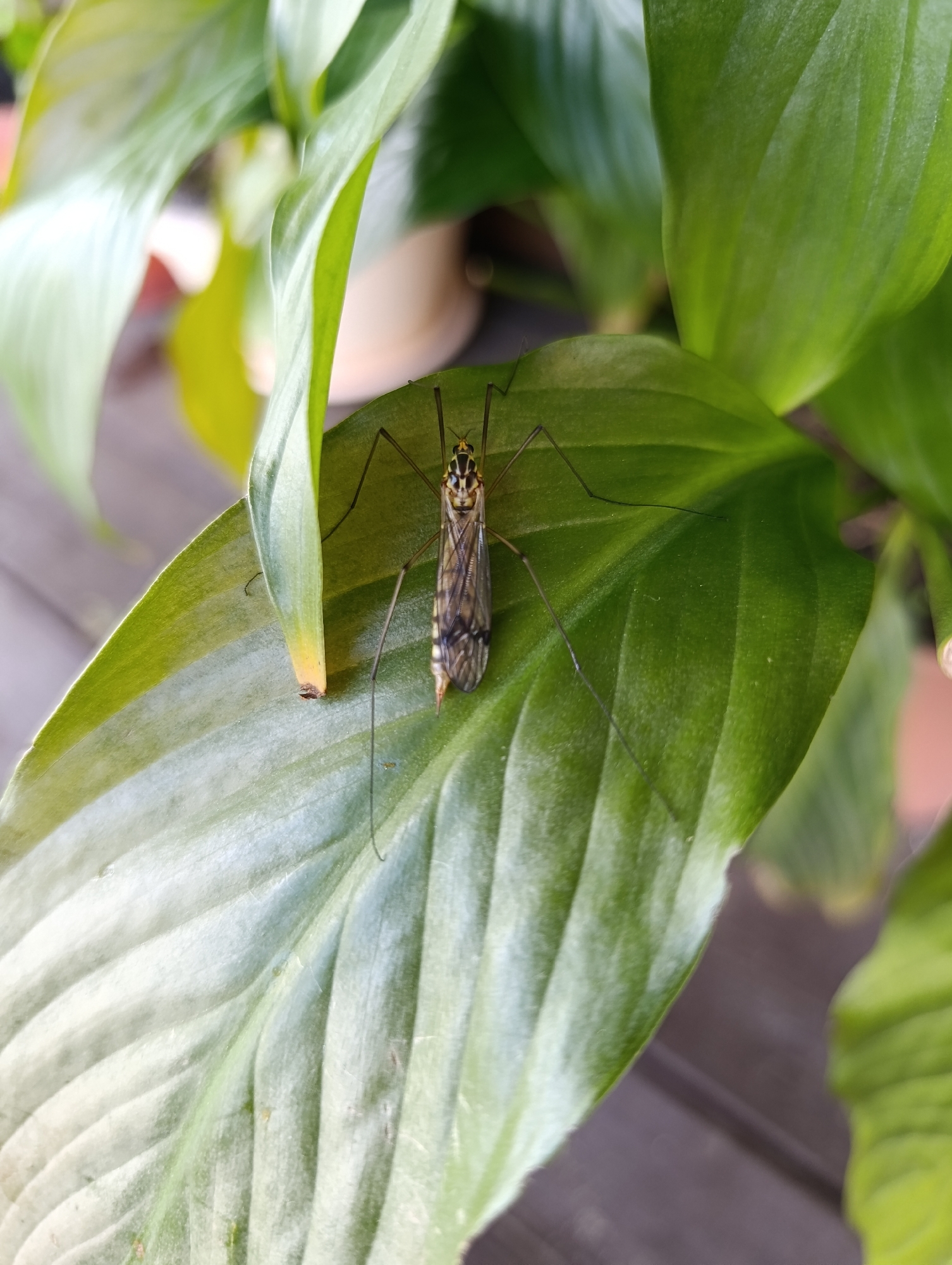 A crane fly is perched on a large, glossy green leaf. The fly is long and slender with a spotted abdomen and delicate, translucent wings. Its long, thin legs are splayed out on the leaf's surface. The background consists of more green leaves, suggesting a natural or potted plant setting. The image is captured from a close-up perspective, focusing on the insect and its immediate surroundings. The scene is likely outdoors, possibly in a park or garden. There is no information or visual evidence to suggest this image is from Birobidzhan, Russia.