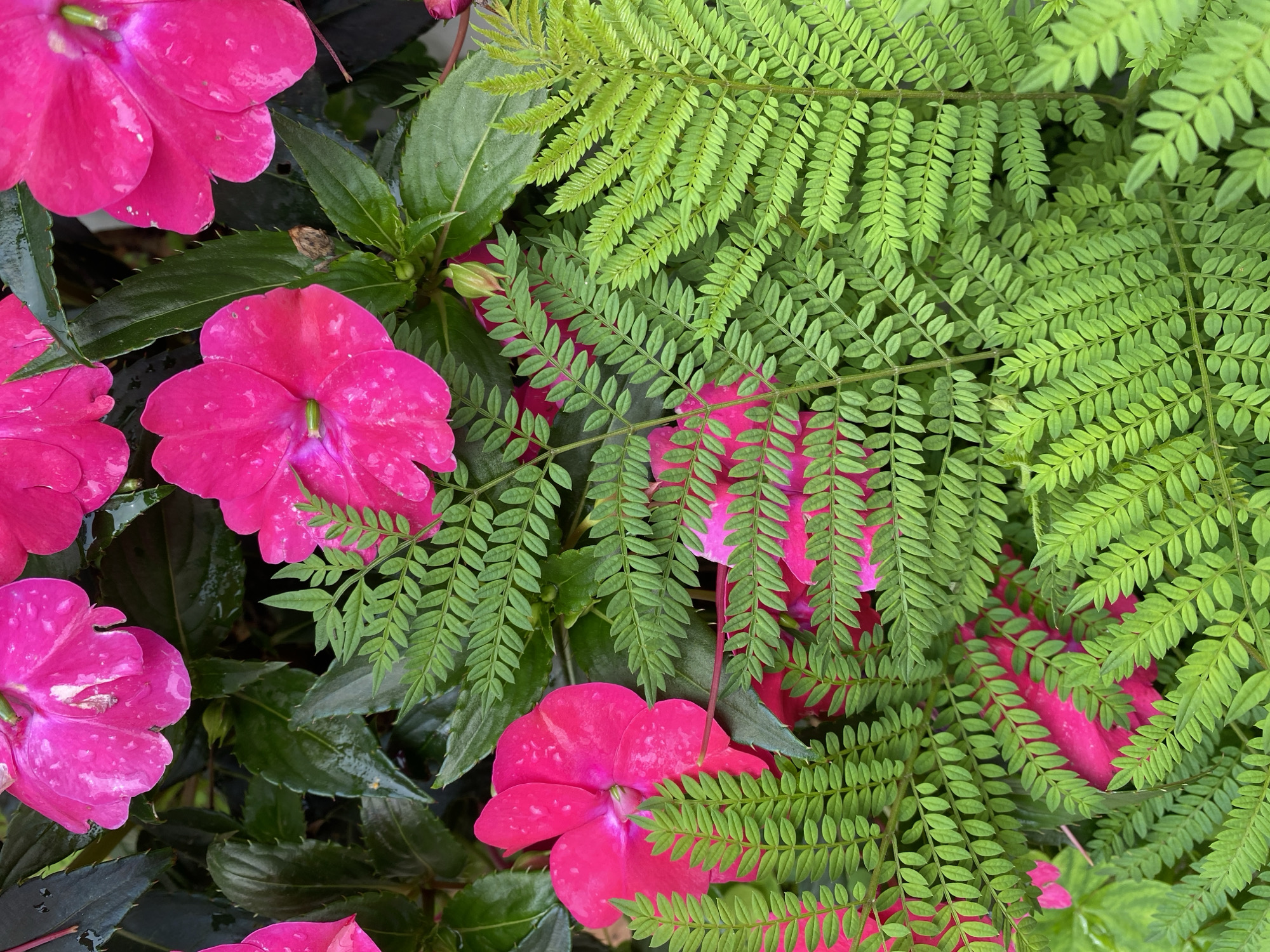 The image shows a close-up of pink Impatiens flowers interspersed with green fern-like foliage. The setting is Lâm Viên, Đà Lạt, Vietnam, evident by the typical flora of the region. Water droplets are visible on some of the flower petals and leaves. The arrangement is dense.