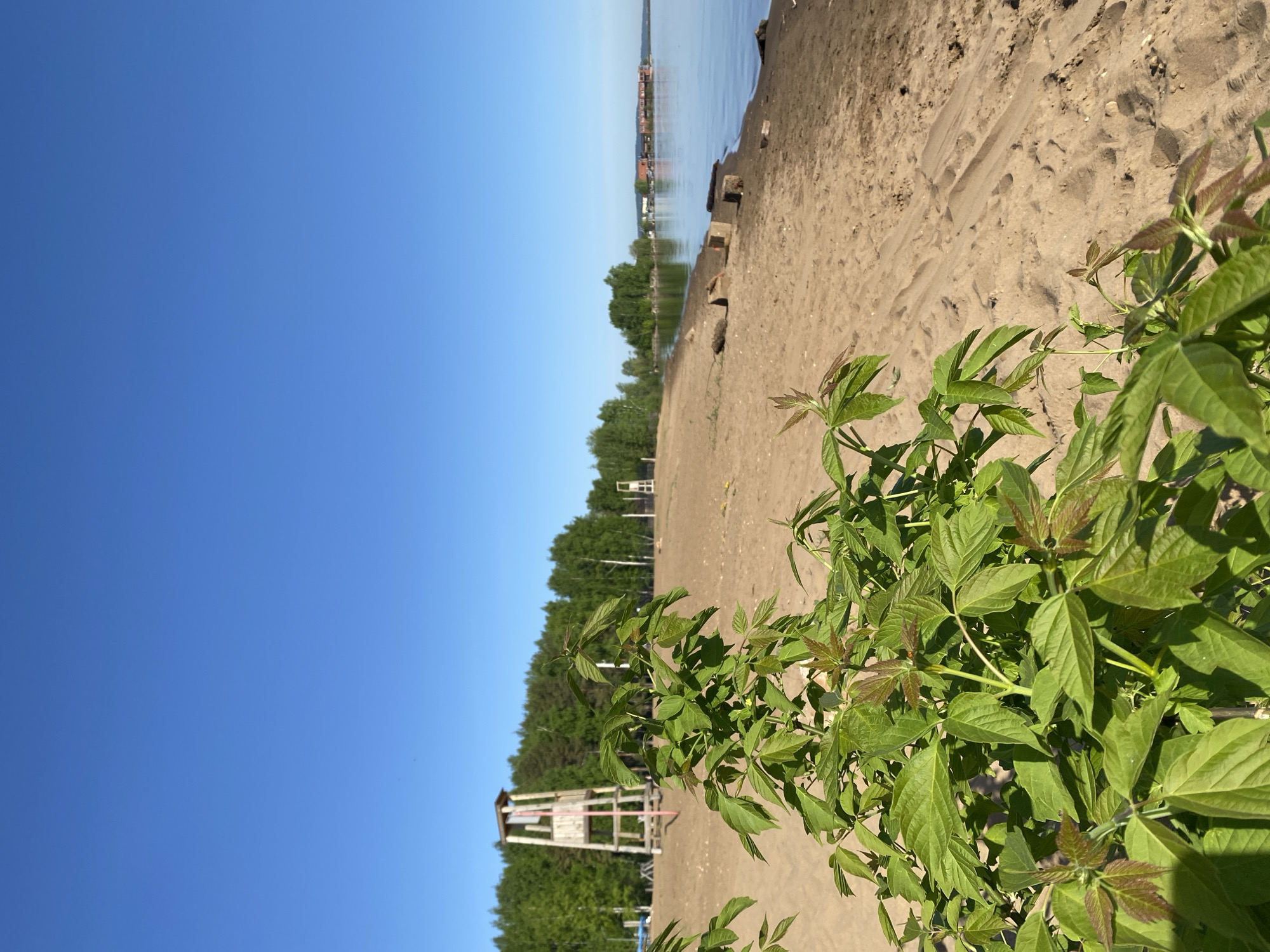 The image shows a beach scene in Chaikovsky, Russia. The view is from ground level, looking toward the water. In the foreground, there are leafy green plants, appearing as if they are growing on the beach. The beach is sandy and extends from the bottom right of the frame toward the middle, where the shoreline meets the water.
Beyond the sand, there is a line of green trees along the shore, interspersed with the occasional structure, including what appears to be a lifeguard stand. In the distance, across the water, there are buildings that suggest a town or city skyline. The sky is clear and blue. The photograph appears to have been taken during daylight hours in fair weather.