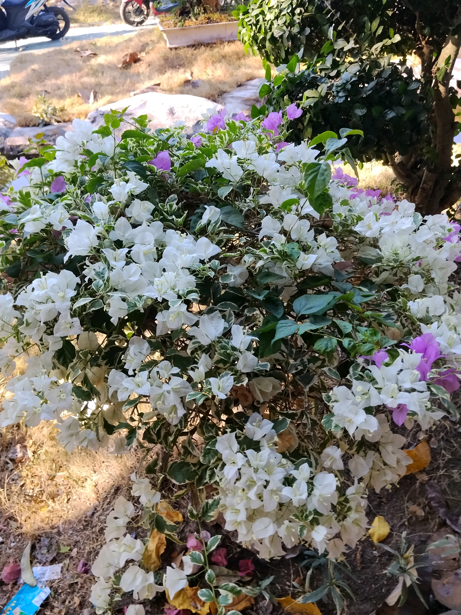 A close-up, eye-level shot captures a dense bougainvillea plant with abundant white and some pink bracts. The plant exhibits variegation on its leaves, with white edges. Some fallen brown and yellow leaves are scattered on the ground. In the background, out of focus, a motorcycle with a red seat is visible on a paved surface, and behind that, a light-colored planter box contains dry grass and a few small plants. To the right, the trunk of a tree with dark bark is partially visible. The scene appears to be outdoors, possibly in a garden or public space in Pekalongan, Indonesia.