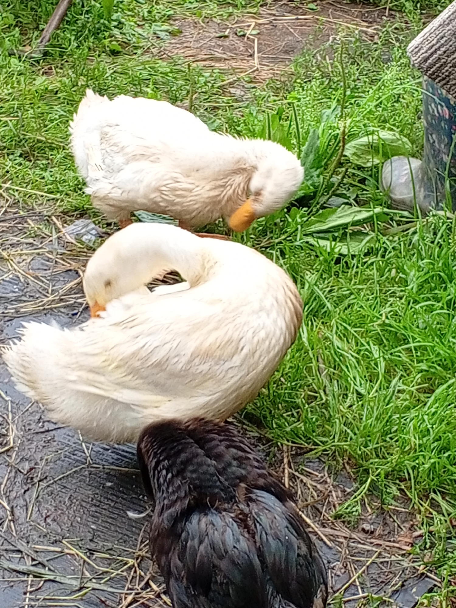A slightly elevated, eye-level, medium shot captures three birds in an outdoor, grassy environment. In the foreground, a dark-feathered chicken is visible from behind, its back and tail feathers prominent. To its right, a large, white goose is curled into a near-circle, tucking its head and neck into its body, with its orange beak partially obscured. Further back and to the left, another white goose is also bending its head down towards its chest. The ground beneath the birds is a mixture of dark soil and scattered dry grass and straw. The background is dominated by lush green grass, with some larger green leaves and a grey, ribbed object that appears to be a piece of a barrel or bin on the far right. The lighting suggests an overcast or shaded day, with no harsh shadows. The location is described as Unknown, Unknown.