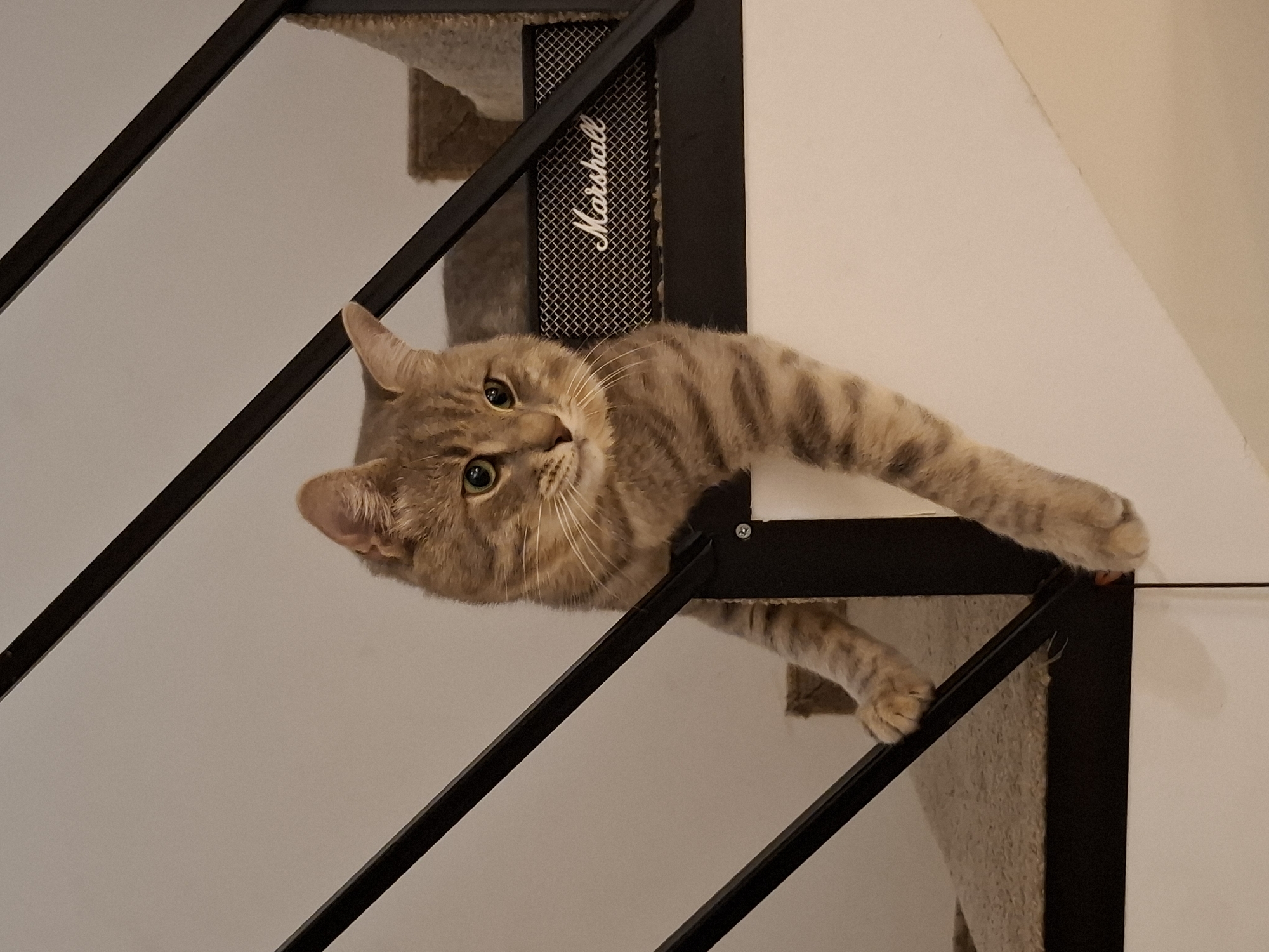 A tabby cat is perched on a staircase, its left paws gripping a black railing and its body draped over the side. The cat's right paws are dangling down. Behind the cat, a Marshall amplifier is visible. The staircase is carpeted and has a white riser. The scene appears to be indoors, possibly in a home. The location is not specified in the image or description.