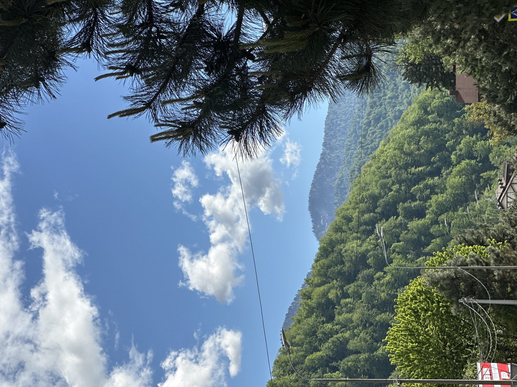 Looking upwards, the scene captures a view of the sky and forested mountain slopes in Krasnaya Polyana, Russia. The upper portion of the frame is framed by dark green pine boughs. The sky is a clear blue with scattered cumulus clouds. A mountain slopes upwards, densely covered with green trees. Power lines run through the scene. A building with a brown roof is partially visible amidst the trees on the right side. In the bottom right corner, a red and white sign is partially visible.