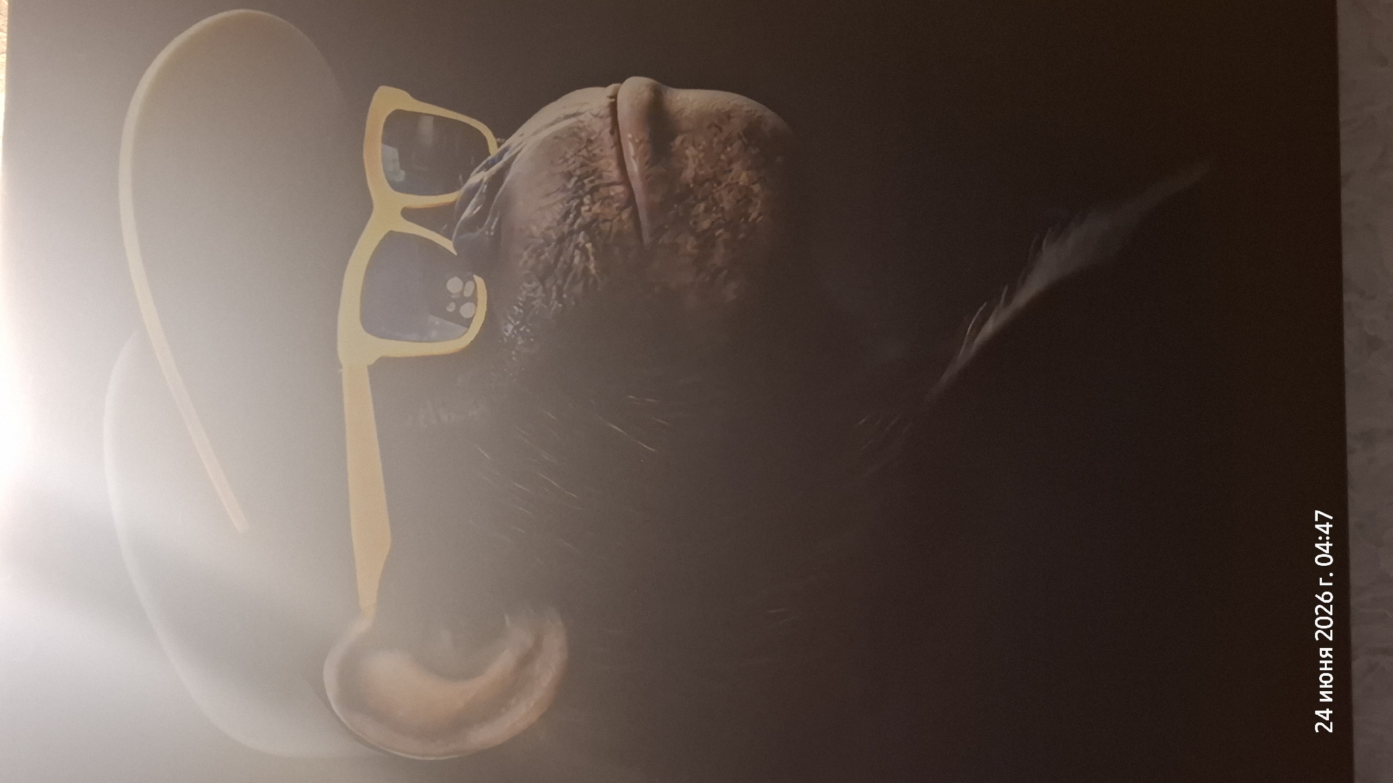 The image shows a close-up of a chimpanzee wearing a baseball cap and yellow-framed sunglasses. The chimpanzee is facing to the right, with its mouth slightly open. The background is dark and out of focus, with a bright light source at the top left casting a glare. In the bottom left corner, there is text that reads "24 июня 2026 г. 04:47", which translates to "June 24, 2026, 04:47". The image's metadata, which includes the location of Rostov-on-Don, Russia, does not provide any visual information about the specific environment within the city.