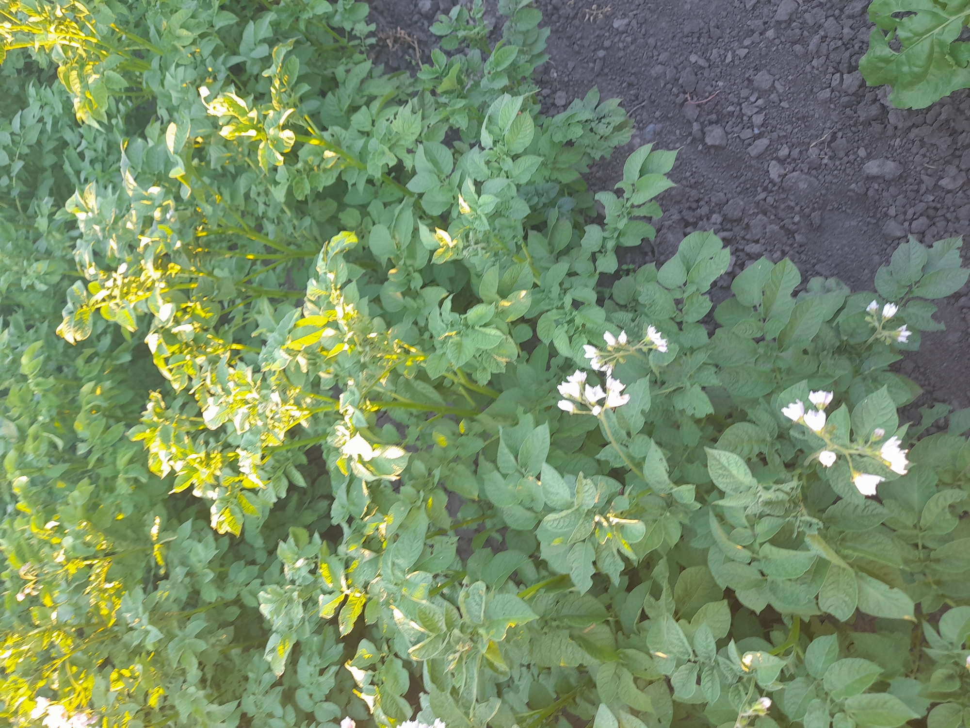 This image depicts a close-up view of potato plants in a field, likely in Kliushnykivka, Ukraine. The plants are lush and green, with some bearing small, white flowers. The leaves are broad and ovate, characteristic of potato foliage. The ground appears to be dark, tilled soil, interspersed with small stones and debris. The lighting suggests it is either early morning or late afternoon, as the sunlight casts a warm, golden hue on some of the leaves, creating highlights and shadows. The overall scene is one of agricultural growth and nature's bounty. There are no people visible in the image, and no text is present. The image focuses solely on the vegetation and the surrounding soil, emphasizing the natural textures and colors of the agricultural landscape.