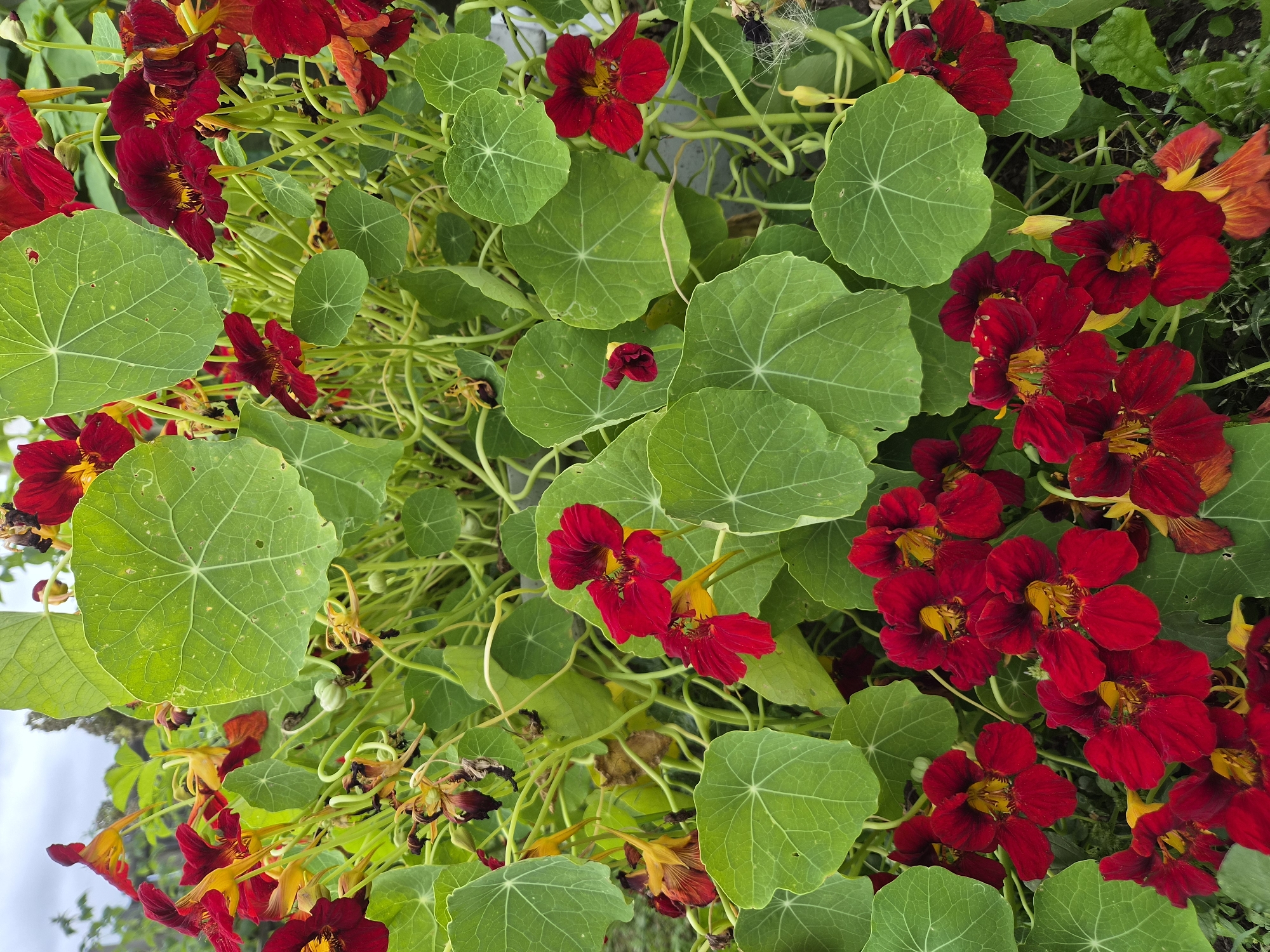 A close-up, eye-level, full shot displays a dense cluster of nasturtiums in the city of Balyaga, Russia. The image focuses on the vibrant red and yellow flowers, interspersed with large, round, green leaves. The flowers exhibit delicate petals and prominent yellow stamens. Some of the flowers are fully open, while others are partially closed or have begun to wilt, with some brown petals visible. Thin, green stems weave throughout the scene, supporting the blossoms and leaves. The background is blurred, suggesting an outdoor environment with a hint of a cloudy sky overhead, and possibly some foliage or structures further in the distance. The lighting is even, and the focus is sharp on the foreground elements.