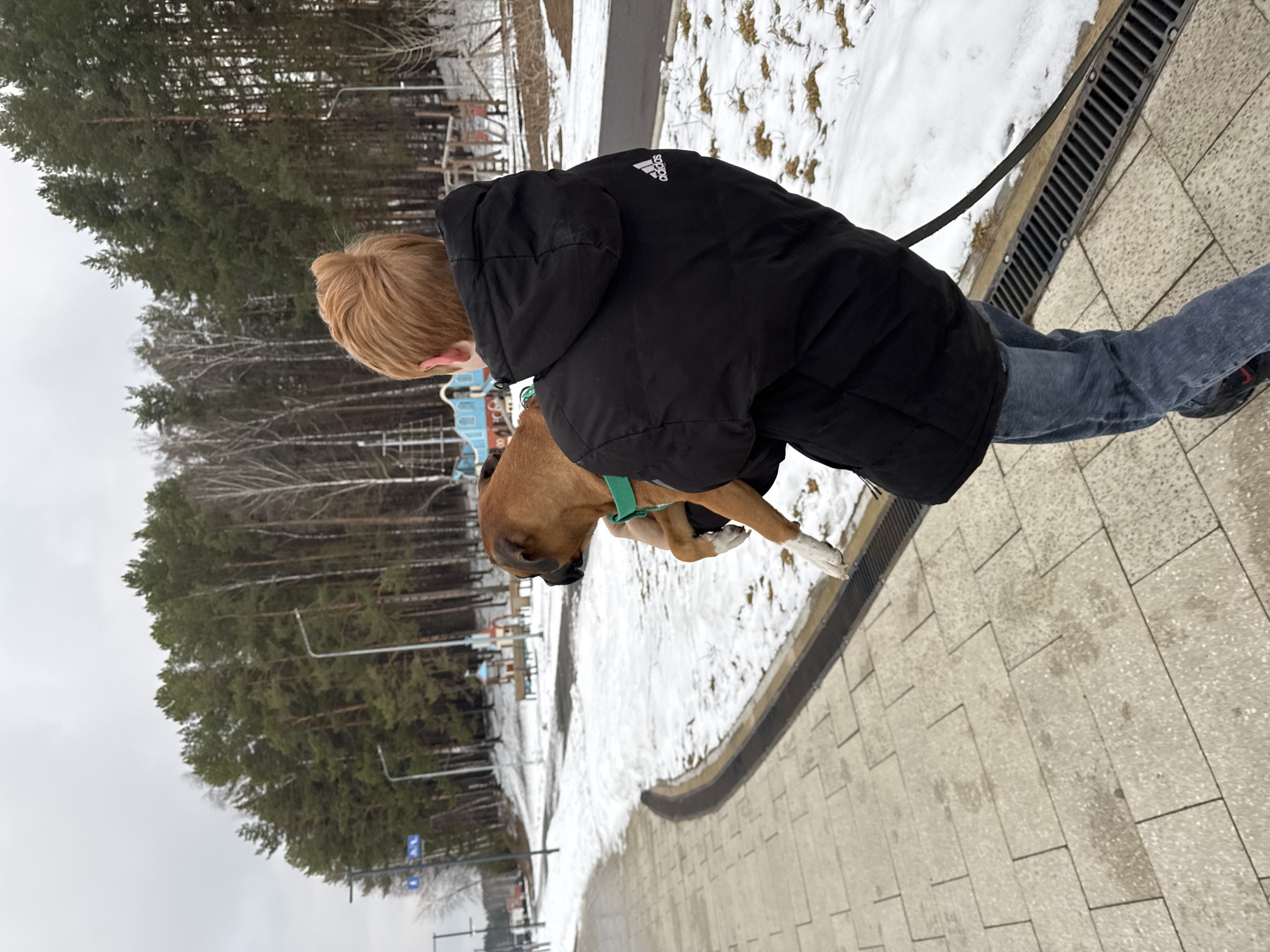A person with short, light-colored hair is holding a tan Boxer dog with white paws in their arms. The person is wearing a black Adidas jacket, blue jeans, and black shoes. The dog is wearing a green harness. They are standing on a paved path next to a snow-covered area with trees in the background. The scene is in Chaikovsky, Russia.
