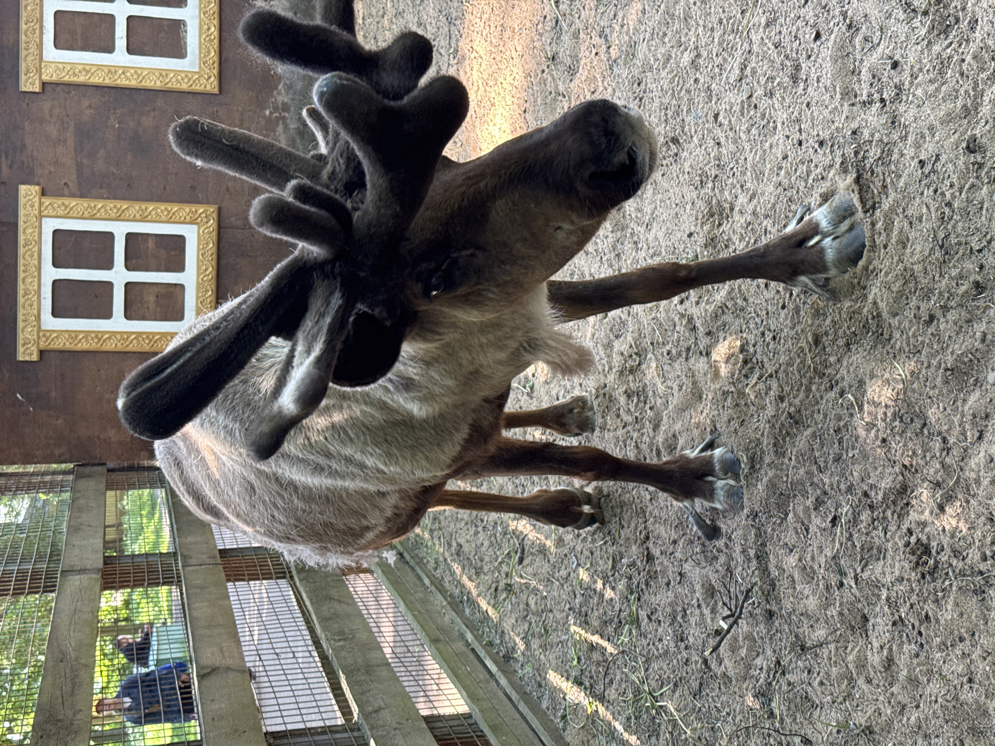 The image captures a reindeer standing on sandy ground within an enclosure. The reindeer has prominent antlers covered in velvet. In the background, a wooden structure with two decorative windows is visible, suggesting a themed exhibit. Beyond the enclosure, through a wire fence, two people are faintly discernible. One person, wearing a blue jacket, is looking towards the enclosure. The environment appears to be outdoors, with dappled sunlight indicating trees or other obstructions casting shadows. The overall scene suggests a zoo or animal park setting, potentially located in Saint Petersburg, Russia, given the architecture which might be inspired by traditional Russian styles.