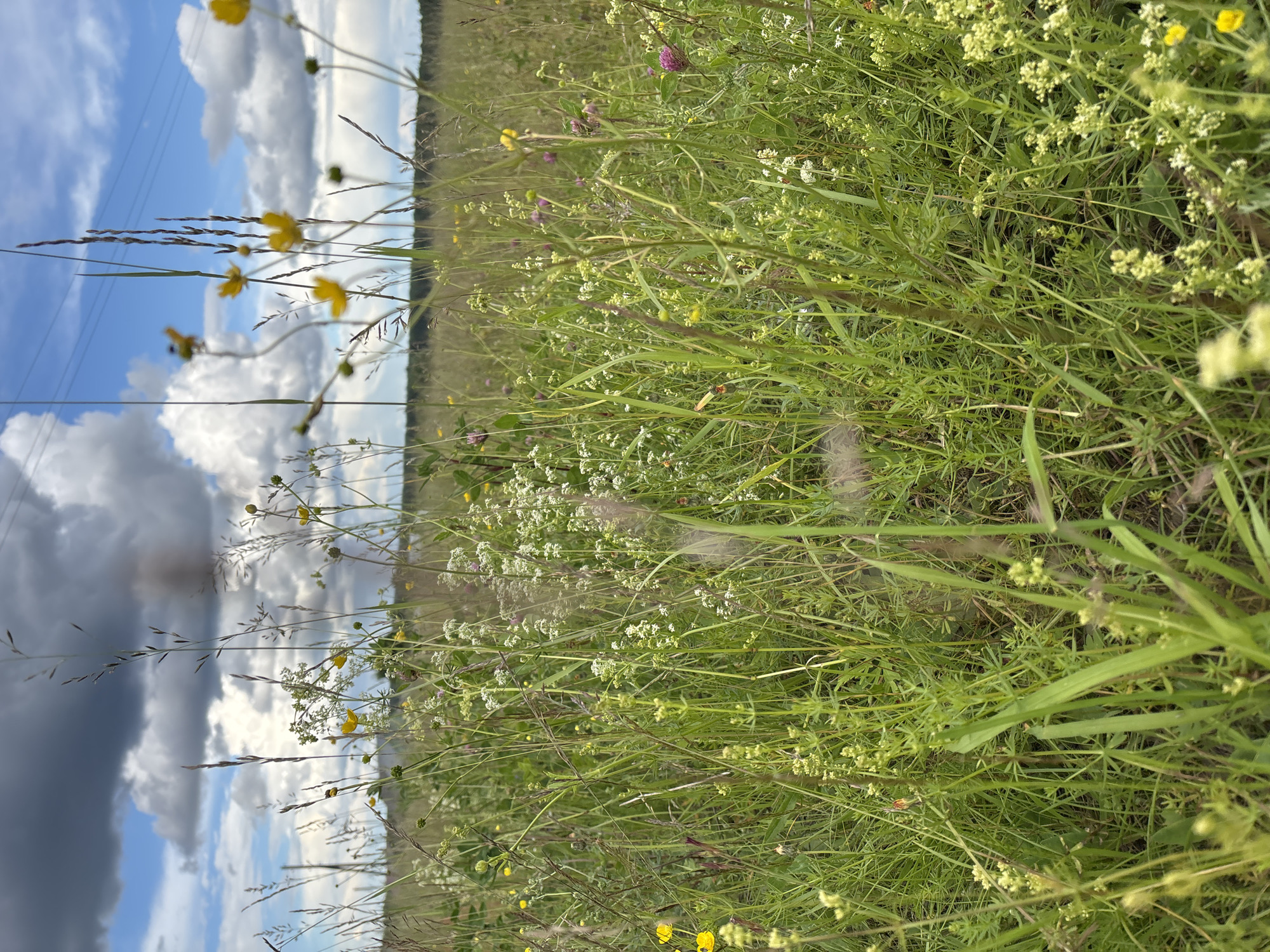 The image shows a close-up view of a grassy field with numerous wildflowers in bloom, set against a backdrop of a cloudy sky and distant trees. The foreground is dominated by tall grasses and various small flowers, including yellow and white varieties, with some clover visible. In the middle ground, the field continues with a dense mix of vegetation. The sky is partially obscured by dark, heavy clouds, but patches of blue are visible, along with power lines stretching across the upper portion of the frame. The overall impression is of a natural, overgrown meadow in a rural or semi-rural setting. The image does not contain any people or specific urban features, suggesting it was taken in a location outside the immediate city center of Курган, Russia, possibly in a park, undeveloped land, or agricultural area.