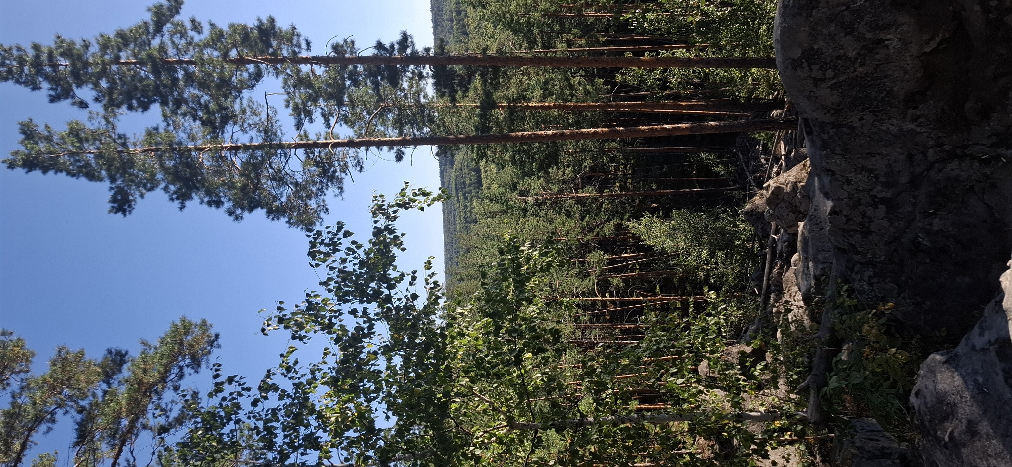 The image depicts a sunlit forest landscape under a clear blue sky. In the foreground, large, dark gray rocks are visible, with some sparse green vegetation growing amongst them. To the left and center, a cluster of deciduous trees with green leaves, possibly birch, dominate the mid-ground. Their branches extend upwards and to the right, some reaching towards the sky. To the right of these trees, and extending into the background, is a dense coniferous forest, primarily composed of tall, slender pine trees with brown trunks and green needles. The pine trees are tightly packed, creating a textured wall of green that stretches to the horizon. In the far distance, the forest extends over rolling hills. The sunlight casts shadows and highlights throughout the scene, suggesting it is likely late afternoon. The location is a forest area in the city of Peredovoi, Russia. There are no people or animals present in the image.