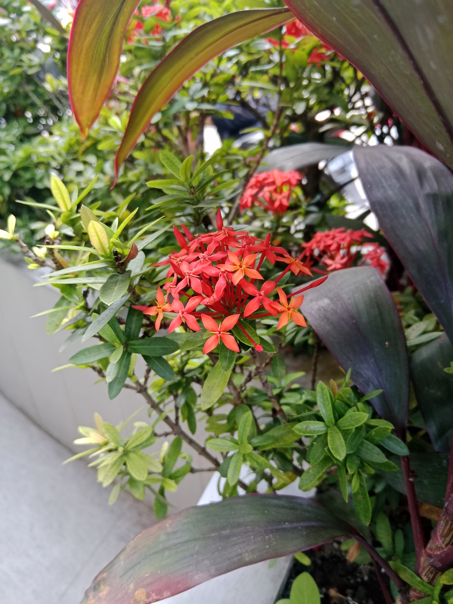 A close-up, medium-shot photo captures a cluster of vibrant red Ixora flowers in bloom, with their star-shaped petals clearly visible. The flowers are set against a backdrop of lush green foliage. To the right of the Ixora, dark, glossy leaves of another plant, possibly a Cordyline, dominate the foreground. The background is blurred, showing more greenery and hints of a white structure, suggesting an outdoor setting in a garden or landscaped area. The lighting is bright, indicating daytime, and the focus is sharp on the Ixora flowers and the adjacent dark leaves. This scene is located in Srikaton, Indonesia.