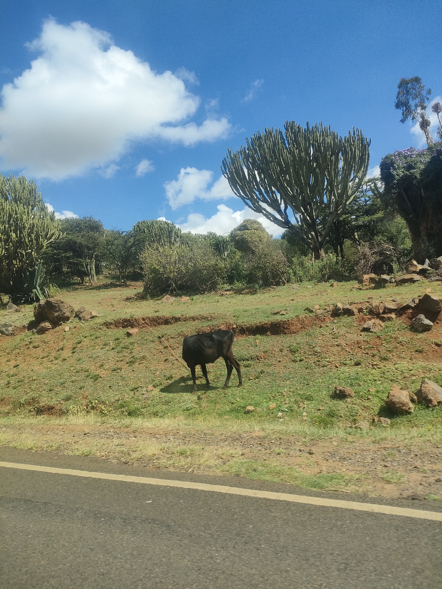 The image captures a sunny rural scene in Kisima ward, Kenya. A dark-colored cow stands on a grassy hillside dotted with rocks and sparse vegetation, including large cactus-like trees and shrubs. The hillside slopes down to a road with a yellow line marker. The sky is blue with scattered white clouds.