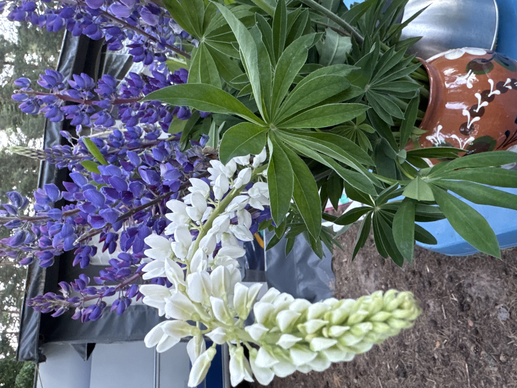 A close-up, low-angle shot captures a bouquet of lupine flowers, featuring both white and vibrant purple blooms, arranged in an orange ceramic pot with white and green floral designs. The pot sits on a blue surface, with a silver container visible to the right. Lush green lupine leaves surround the flowers. In the background, a grey and black RV is partially visible, with trees and a hint of sky above. The ground is covered in brown soil with scattered pinecones. The scene appears to be outdoors, possibly in a campsite setting in Ozerki (Krasnodolinskaya), Russia, given the RV and natural surroundings.