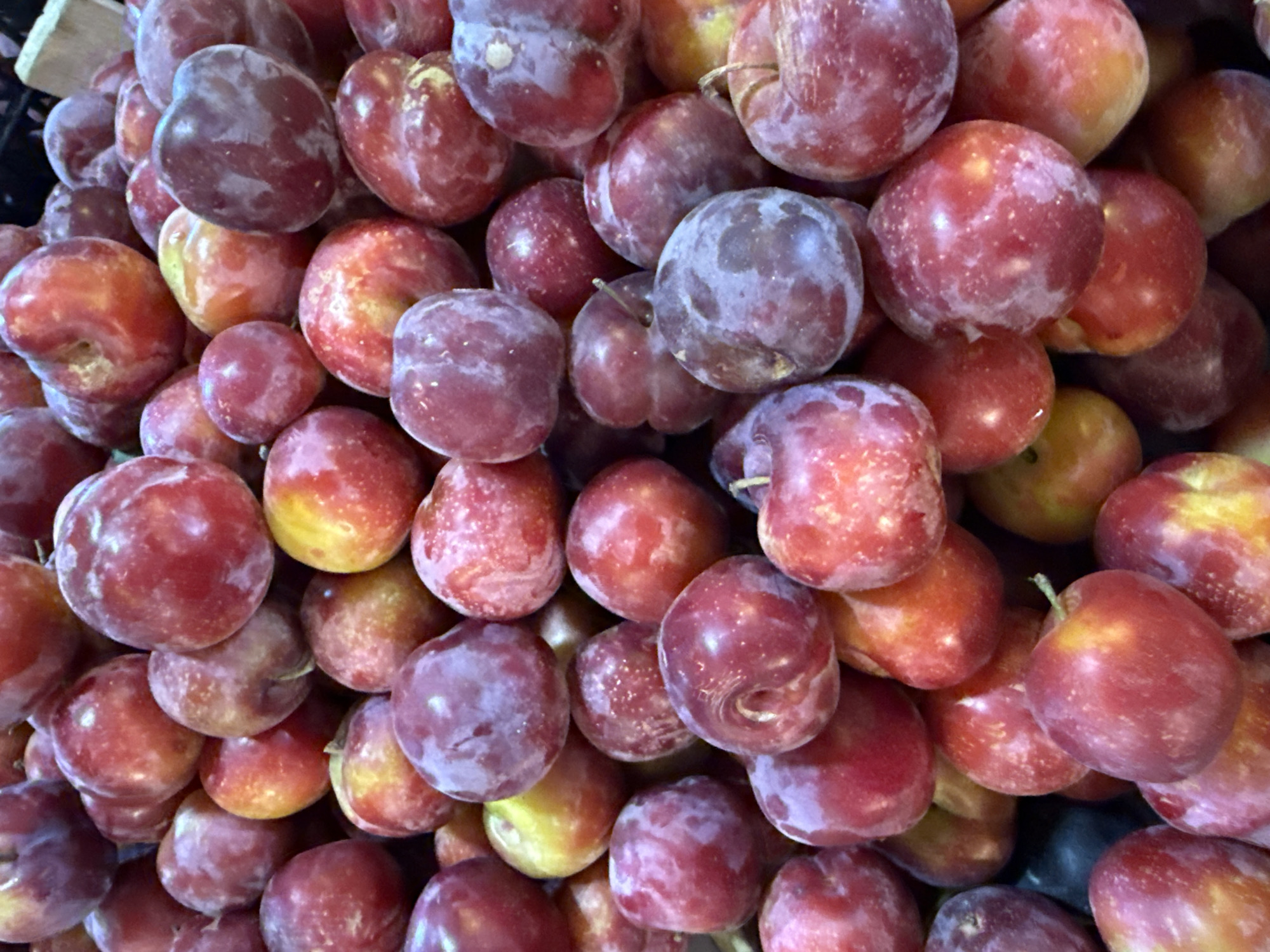 A close-up, top-down shot reveals a dense pile of ripe plums, likely at a market in Lokbatan, Azerbaijan. The plums exhibit a range of colors from deep red to burgundy and streaks of yellow, with a powdery bloom indicating freshness. Their surfaces are varied, with some showing smooth skin and others slightly wrinkled. The fruits are tightly packed, obscuring the background, with only hints of other produce or market elements. No people or actions are visible, presenting a still-life of agricultural produce.