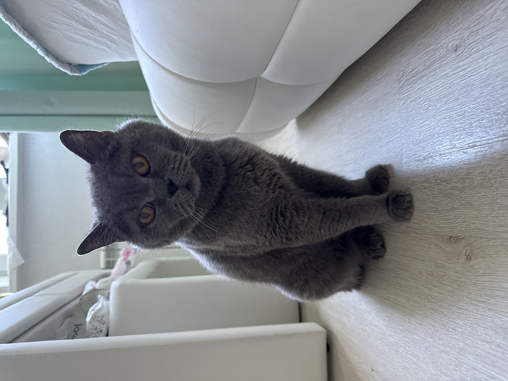 A British Shorthair cat sits on a light-colored wooden floor, facing forward, with its paws tucked neatly beneath its body. The cat has short, dense gray fur, round orange eyes, and a broad face. The background is blurred, but appears to be an indoor setting with white furniture and a glimpse of a light blue curtain. The lighting suggests a well-lit room, possibly during the day.
