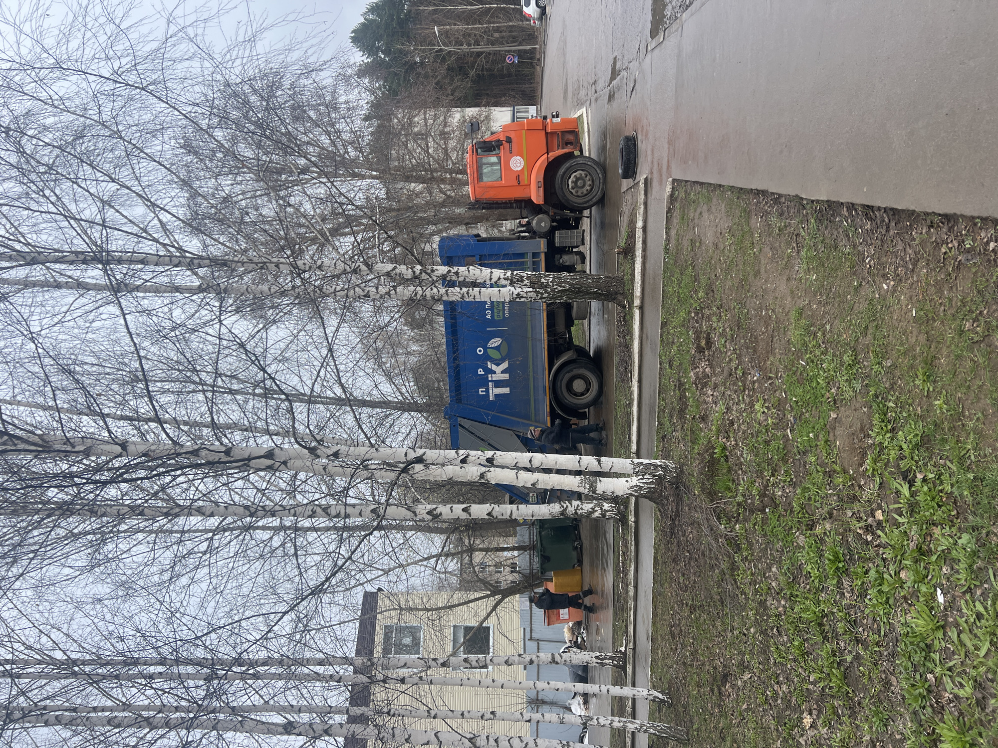 The image captures an overcast daytime scene in what appears to be a residential or industrial area in Chaikovsky, Russia, during a cool, possibly early spring or late autumn day, given the bare birch trees and wet ground.
In the foreground and midground, several tall birch trees with white bark and numerous leafless branches stand vertically, framing the scene. The ground consists of a concrete sidewalk or road on the left, transitioning to patches of green grass and muddy earth with some fallen leaves on the right. The concrete surfaces appear wet, suggesting recent rain or melted snow.
Two large trucks are prominent in the midground. An orange truck, possibly a utility or older garbage truck, is parked on the wet pavement on the right. To its left, a blue garbage truck is parked near a set of garbage bins. On the side of the blue truck, visible text in Cyrillic reads "ПРО ТКО" and "АО Пермск..." followed by "оператор". There's also a logo featuring a leaf inside a circle, suggesting an environmental or recycling theme.
Near the blue truck, two individuals are present. One person, dressed in dark clothing, is standing near the back of the blue truck, appearing to be loading or attending to it. Another person, also in dark attire, is visible further back near a yellow garbage bin, seemingly engaged in waste collection. The scene depicts a waste collection operation in progress.
In the background, behind the trees and trucks, there's a light-colored building with windows, and further back, a dense line of bare trees, indicating a wooded area or park. A white car is partially visible in the distant background. The sky is uniformly grey and overcast. A street sign with a red circle and diagonal line (no entry or no stopping) is also visible in the distance.