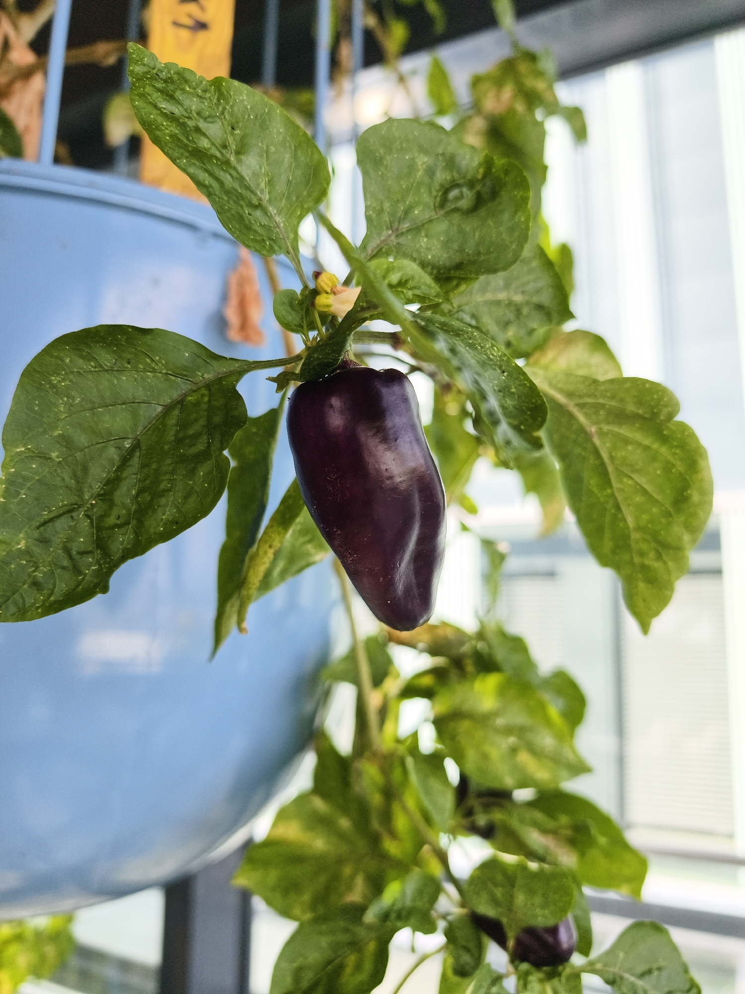 An indoor pepper plant, with dark purple peppers, is shown in the foreground. The plant is in a blue hanging pot. The background shows a window with blinds, indicating it is likely an indoor setting. There is no specific information in the image that would suggest a location in Linköping, Sweden.