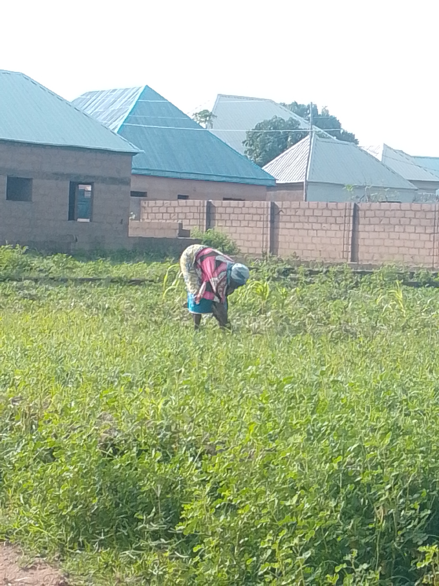 In a lush green field, a lone individual is tending to crops. The person, dressed in a pink and white patterned garment and a blue skirt, is bent over, actively working. In the background, several buildings with distinct turquoise roofs are visible, suggesting an urban or semi-urban setting. A brick wall runs horizontally across the mid-ground, separating the field from the buildings. The sky above is clear and bright. The scene is captured in Tempure, Nigeria, with the field appearing to be on the outskirts or within a less developed area of the city.