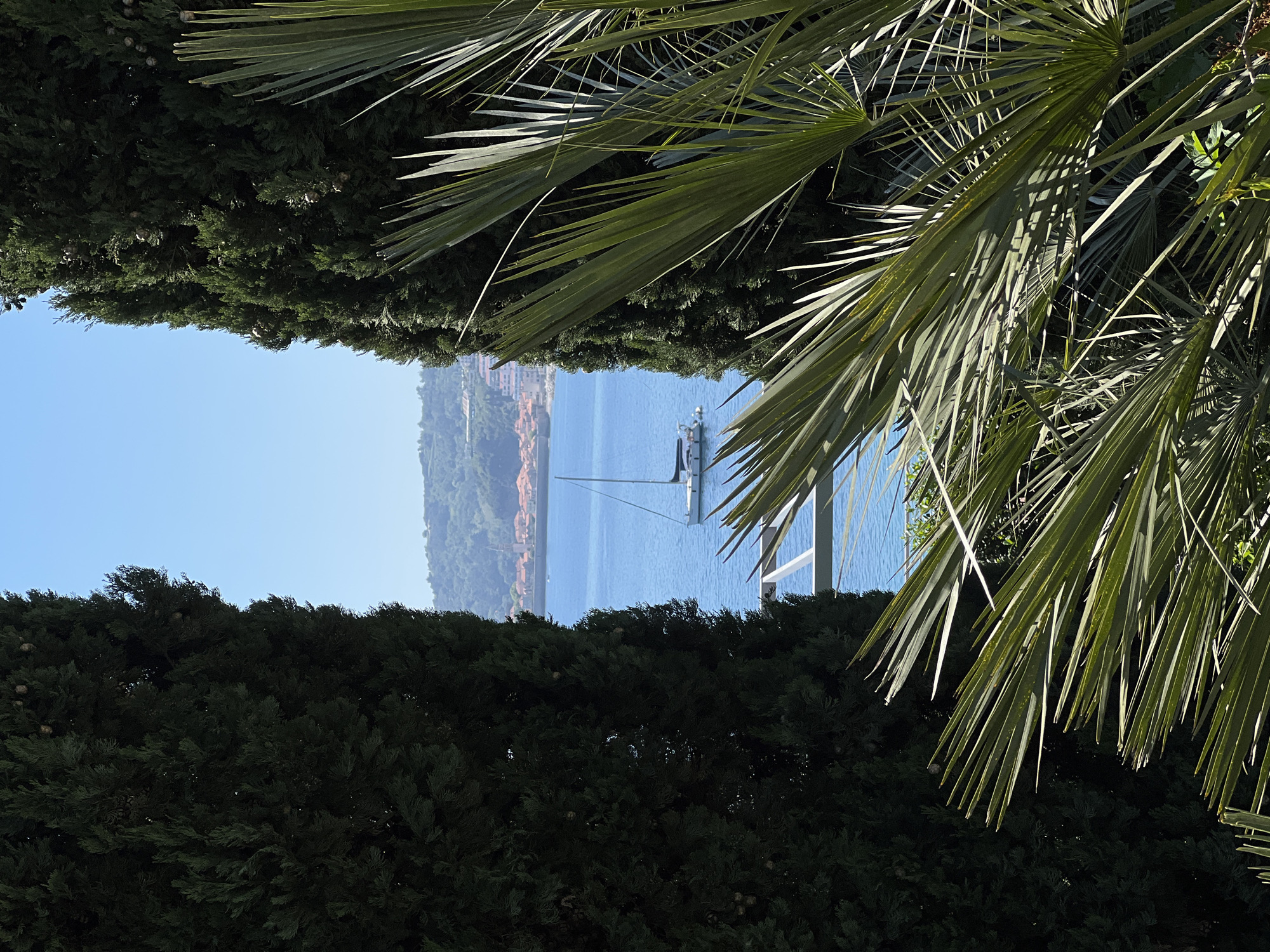 A scenic vertical shot captures a tranquil coastal view, framed by lush greenery. On the left, dense, dark green coniferous-like hedges form a vertical border, with small, light brown pine cones visible amongst their branches. From the upper right, vibrant green palm fronds extend into the frame, their surfaces brightly lit by direct sunlight and casting intricate shadows. More dark green foliage partially obscures the lower right.
Through this natural opening, a wide expanse of calm, clear blue water dominates the central mid-ground. A white sailboat, featuring a prominent mast and rigging, appears to be anchored or gently moving on the water. To its right, a white structure, possibly part of a dock or another vessel, is partially visible.
In the background, a distant hilly coastline stretches across the horizon, covered in natural green vegetation. A cluster of buildings with distinct reddish-brown roofs, characteristic of Mediterranean architecture, is nestled along the base of the distant hills. Above the landmass, the sky is a clear, bright blue, indicating sunny weather.
The bright sunlight illuminating the palm fronds and the clear sky suggest it is late morning or early afternoon. The overall scene evokes a sense of peace and natural beauty, consistent with a coastal resort location like Budva, Montenegro. There is no visible text in the image.