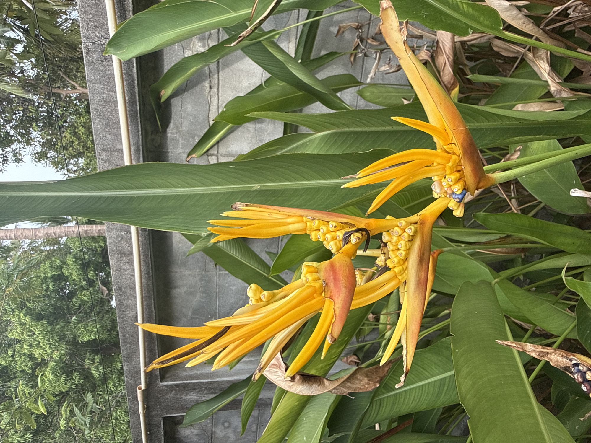In Baan Mae Nam, Thailand, a close-up shot focuses on a vibrantly colored heliconia flower with bright yellow petals and orange accents. The flower is surrounded by large, lush green leaves, some of which appear wilted and brown, suggesting a natural outdoor setting. In the background, a grey concrete wall with a horizontal pipe running across it forms a boundary, behind which can be seen dense green foliage and trees, indicative of a tropical environment. The lighting suggests it is daytime, possibly overcast, as there are no harsh shadows. No people are visible in the frame.