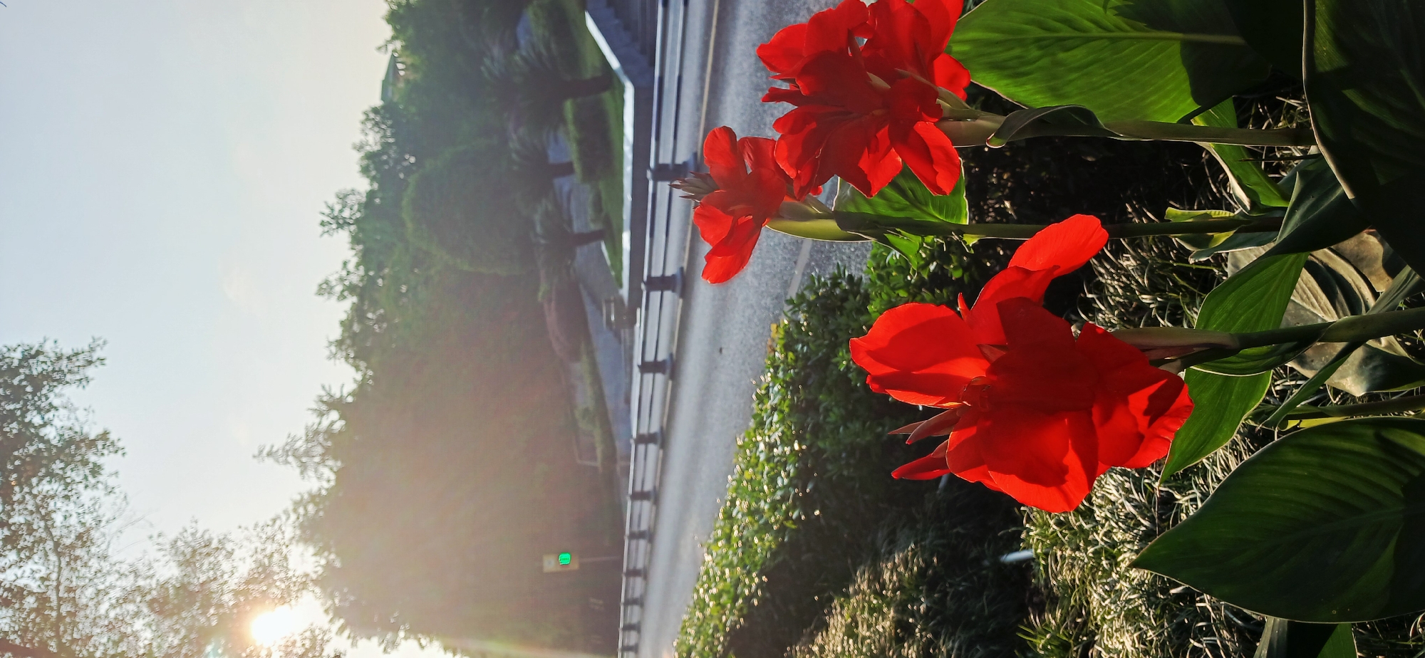 The image shows red flowers with green leaves. A road is visible in the background with green trees along it. The location appears to be the Chongqing High-tech Zone in China.