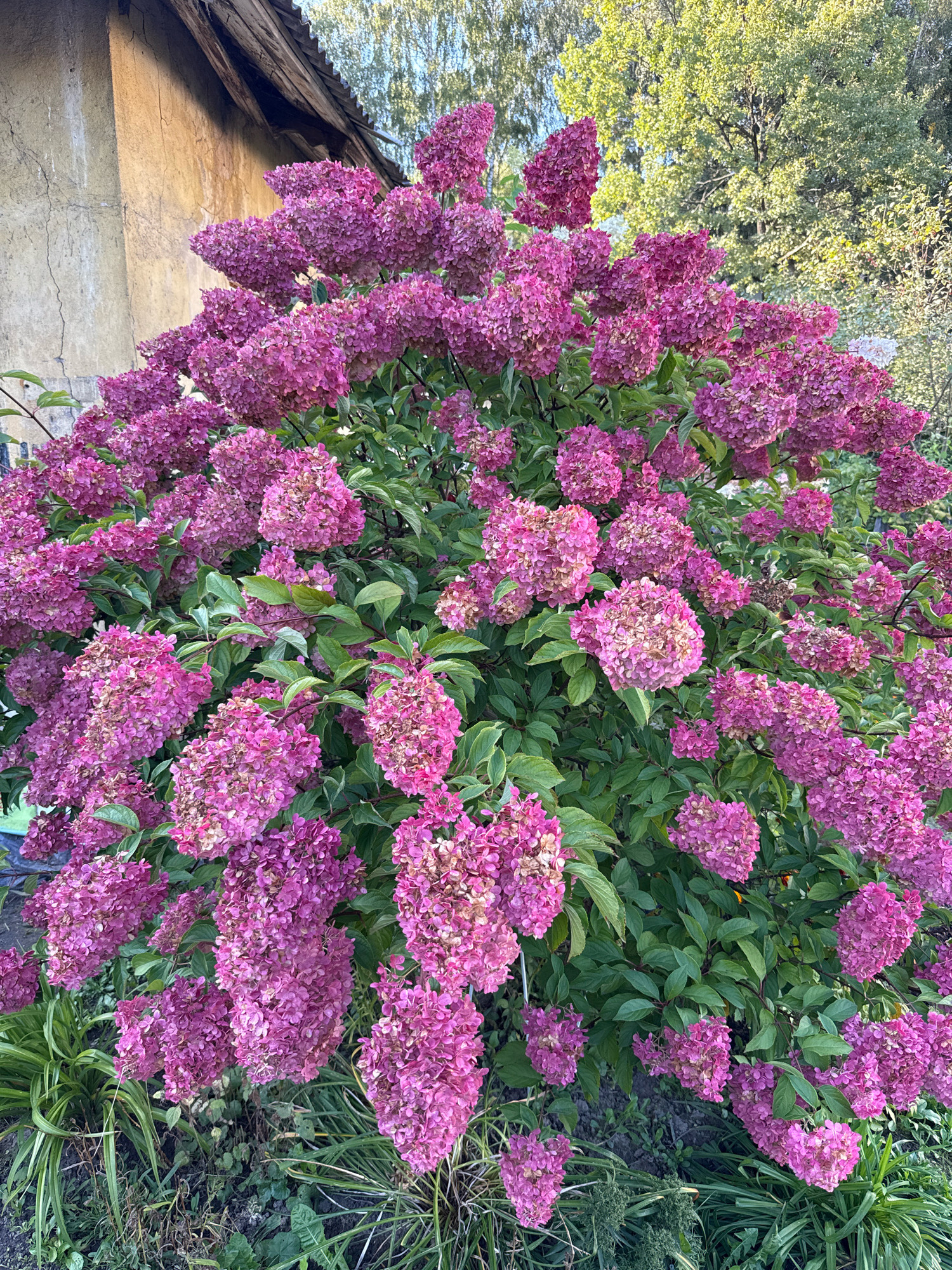 In Rusanovo, Russia, a vibrant cluster of pink hydrangeas blooms in front of an aged, weathered building with a wooden roof. The hydrangeas are full and lush, their cone-shaped flower heads a rich shade of magenta, interspersed with dark green leaves. Some of the blooms show hints of browning, suggesting the late stages of their flowering season. The building's wall, rendered in a yellowish-tan stucco, displays visible cracks and imperfections, hinting at its age. A wooden roof structure, with exposed beams and weathered shingles, overhangs the building. In the background, the dappled sunlight filters through the green leaves of trees, creating a soft, natural ambiance. The ground is covered in a mix of greenery and dry foliage, suggesting an outdoor setting in a garden or yard. There are no people or animals visible in the image.