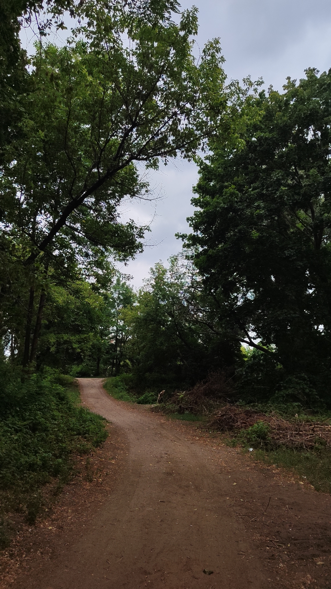 The image depicts a dirt path winding through a dense forest with mature trees on either side. The path is composed of reddish-brown earth and is relatively wide, with some loose soil and fallen leaves visible. Lush green foliage and undergrowth line the left side of the path, while the right side features a pile of cut branches and brush. The trees overhead form a canopy, with the sky visible through gaps. The overall impression is of a natural, somewhat wild, environment. The image is a vertical shot taken from the perspective of someone standing on the path, looking forward. There are no people or discernible man-made structures within the frame. The lighting suggests an overcast day.