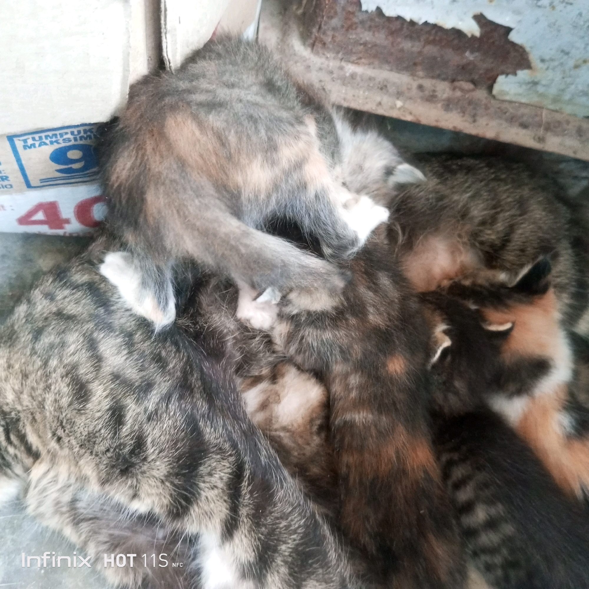 A close-up, overhead view captures a pile of kittens nestled together on a light grey concrete surface. The kittens' fur exhibits various patterns and colors, including tabby stripes, patches of orange, black, and white, and shades of grey. The kittens appear to be sleeping or resting close to one another. In the upper left portion of the frame, a portion of a cardboard box is visible with blue and white markings. Notably, the words "TUMPUK MAKSIM" and the number "9" are present on the box. Below this, the red number "40" is also visible. The background shows a rusted metal beam and a light blue surface, likely part of an outdoor structure. The image is imprinted with "Infinix HOT 11S NFC" in the bottom left corner, suggesting it was taken with this device. The scene's context, including the "Sukaslamet, Indonesia" location, is not visually discernible from the image itself and relies on external information.
