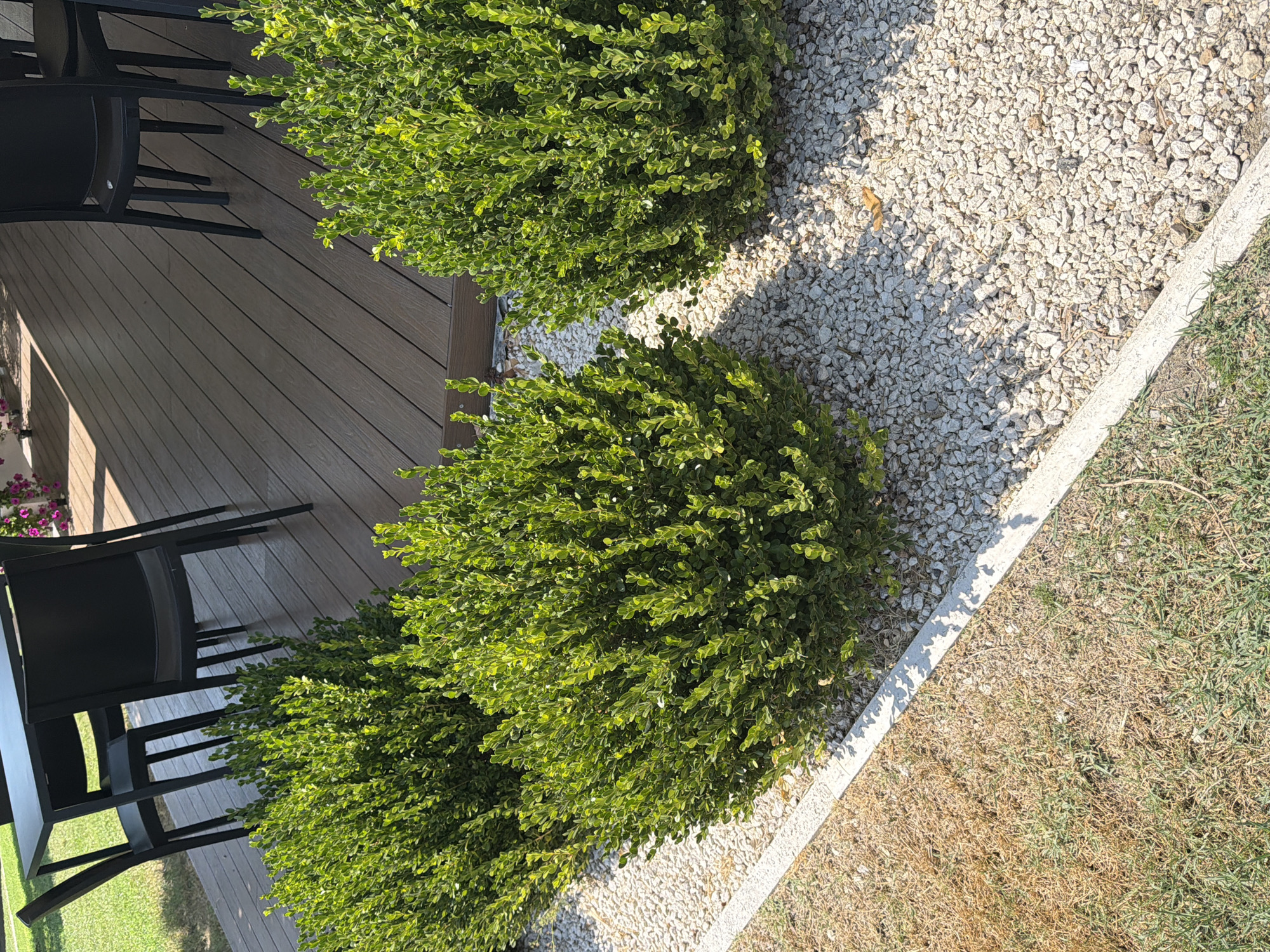 An outdoor scene features a modern outdoor dining set with a dark rectangular table and four black chairs on a wooden deck. In the foreground, three rounded, green bushes are planted in a bed of small white gravel. A concrete border separates the gravel bed from a patch of dry, brown grass. The scene is brightly lit by sunlight, casting shadows. The location is identified as Rome, Italy.