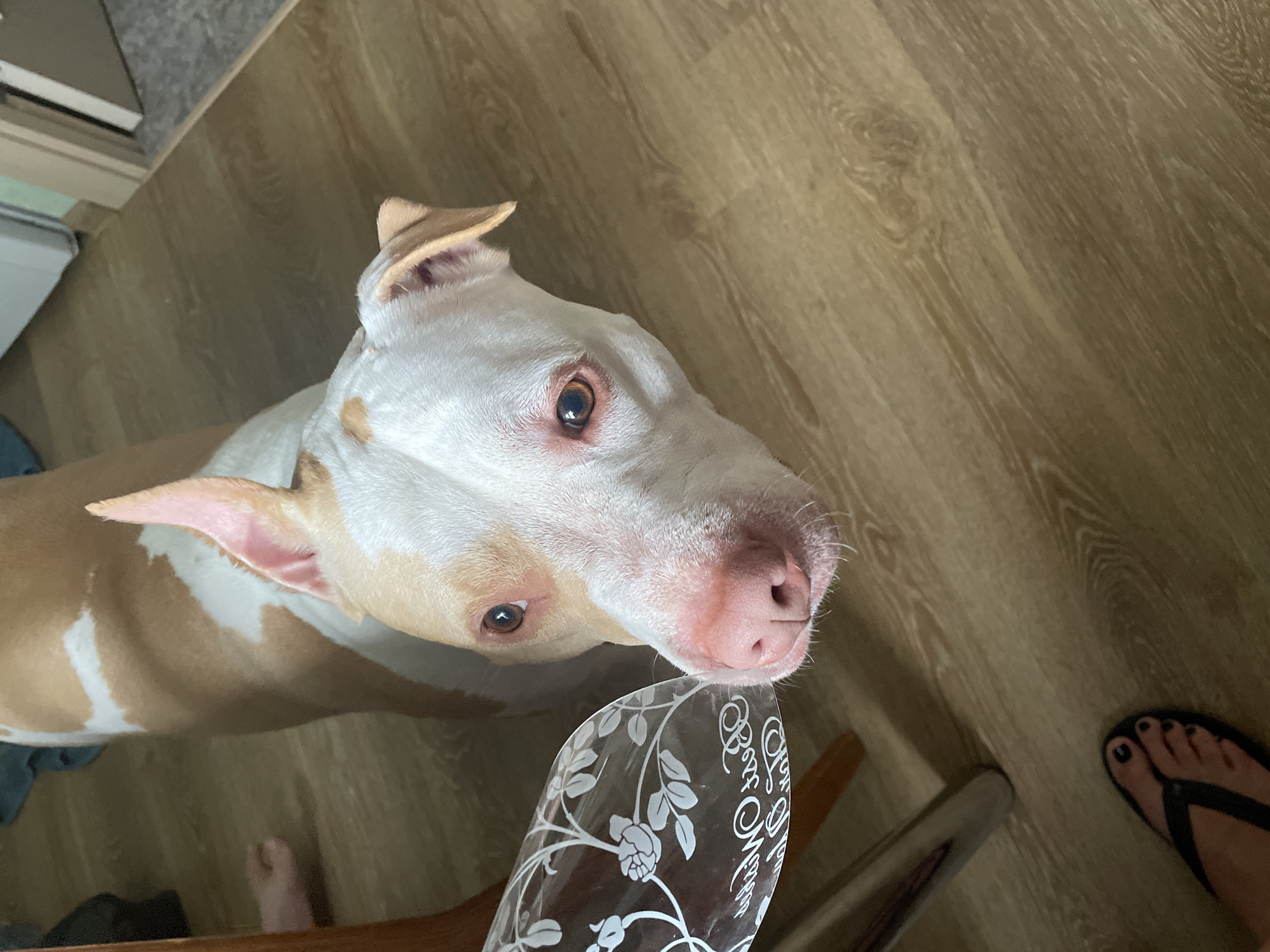 This media file shows a medium shot of a white and tan pit bull dog looking up from a slightly elevated angle. The dog has large, expressive brown eyes, a pink nose, and floppy ears. The dog's head and upper body are in focus, with the rest of its body blurred in the background. The dog appears to be looking directly at the viewer, or at something just out of frame.
The dog is standing on a light-colored wooden floor. In the foreground, a clear glass with white floral etching is visible, and the tip of a person's foot in a black flip-flop is in the bottom right corner of the frame. The scene is lit by an unseen light source, casting soft shadows. The overall impression is a candid shot of a pet looking curious or attentive. There is no visible text in the image. The setting appears to be indoors, likely a home. The time of day and weather conditions are not discernible from the image.