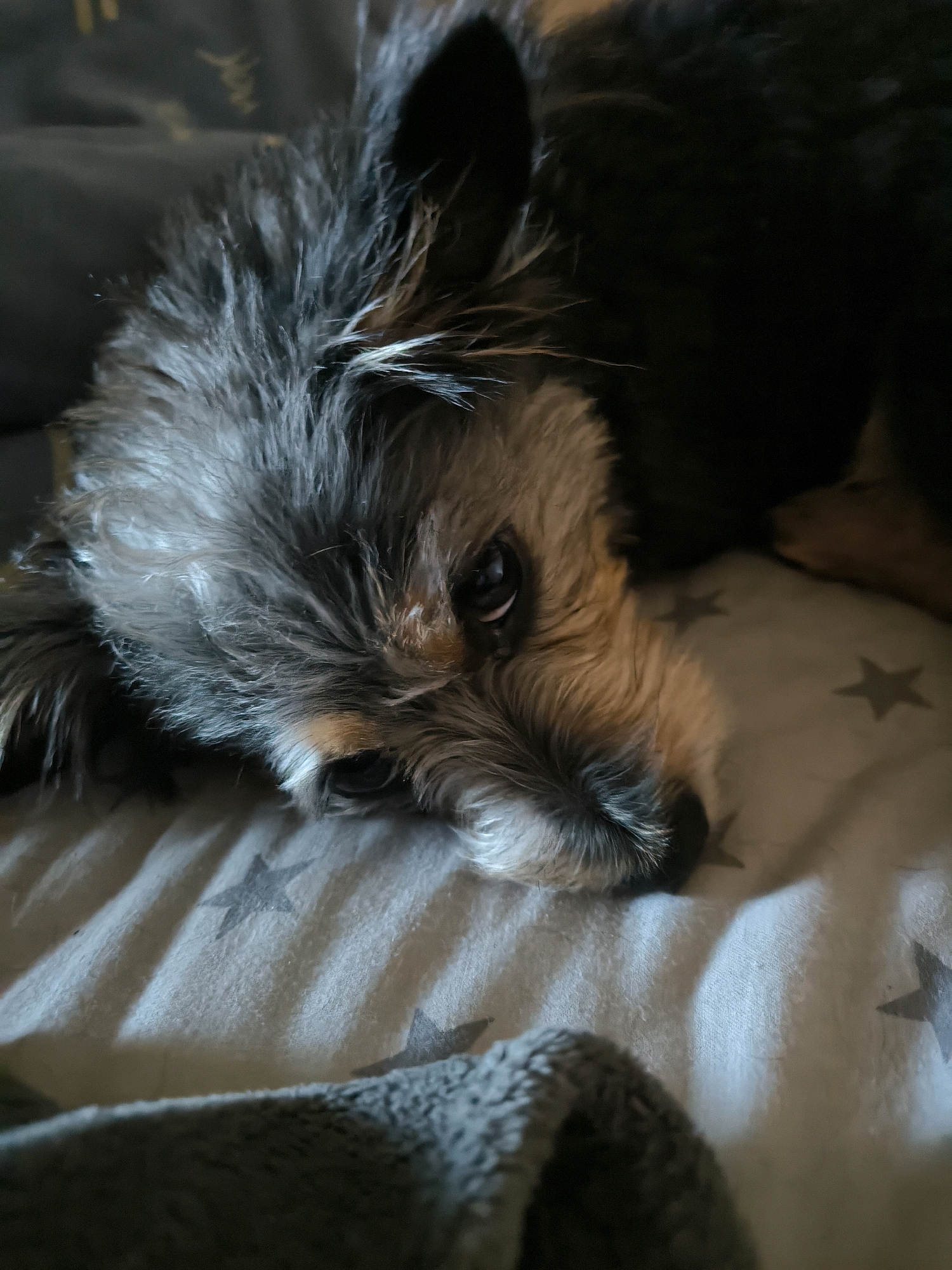 The image shows a close-up, overhead shot of a small, scruffy dog with dark fur and lighter brown markings around its face. The dog is lying down on a patterned fabric, possibly a bed or blanket, which has grey stars printed on it. The dog's head is turned towards the camera, and its dark eyes are visible. The overall lighting is dim, with some bright highlights reflecting off the dog's fur. The image is taken indoors. There is no information in the image that allows for the determination of its location within Mykolaiv, Ukraine.