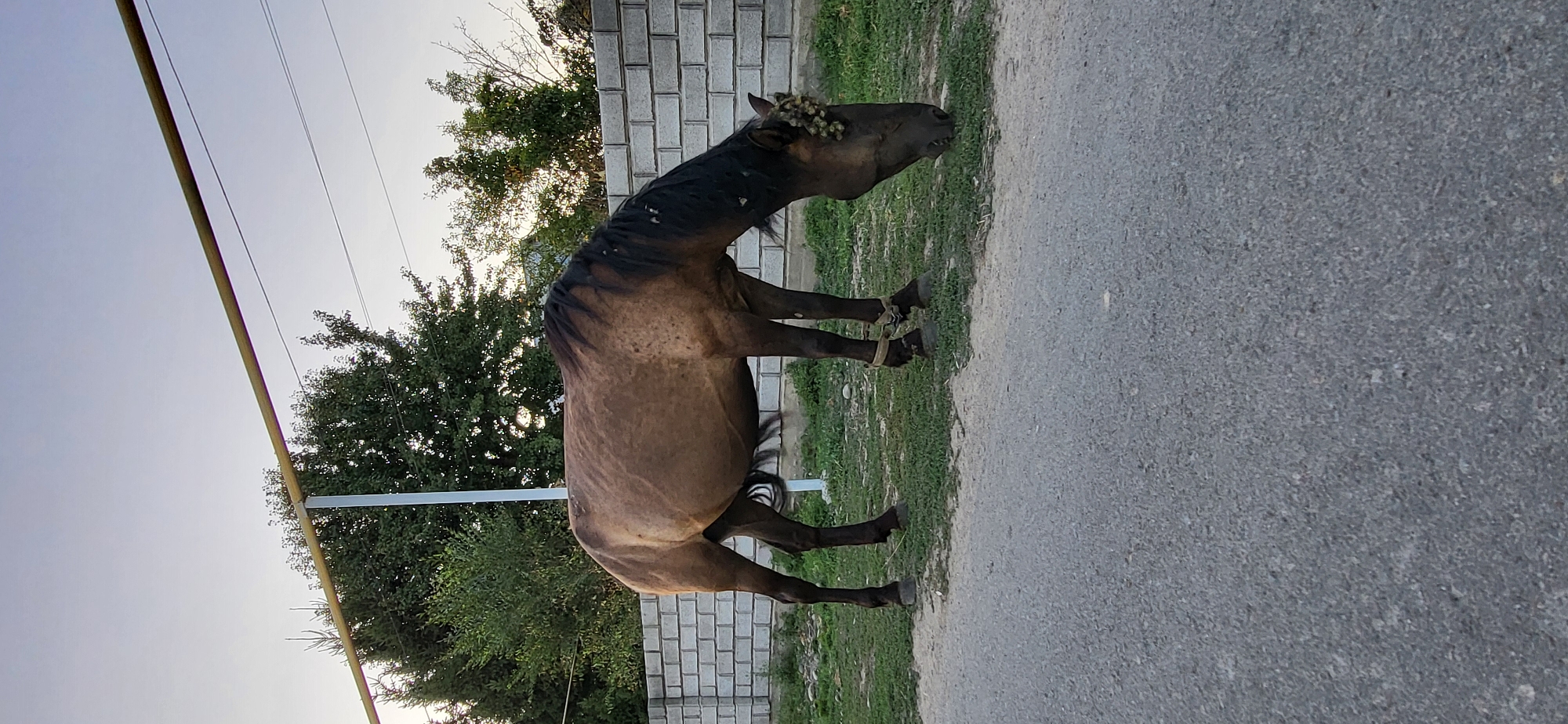 A brown horse with a dark mane is grazing on a patch of grass next to an asphalt road. The horse is tethered by rope around its front legs. In the background, a white brick fence runs horizontally. Behind the fence, there are trees and a light-colored sky. There is a horizontal yellow pipe supported by a vertical metal pole in the upper portion of the image.