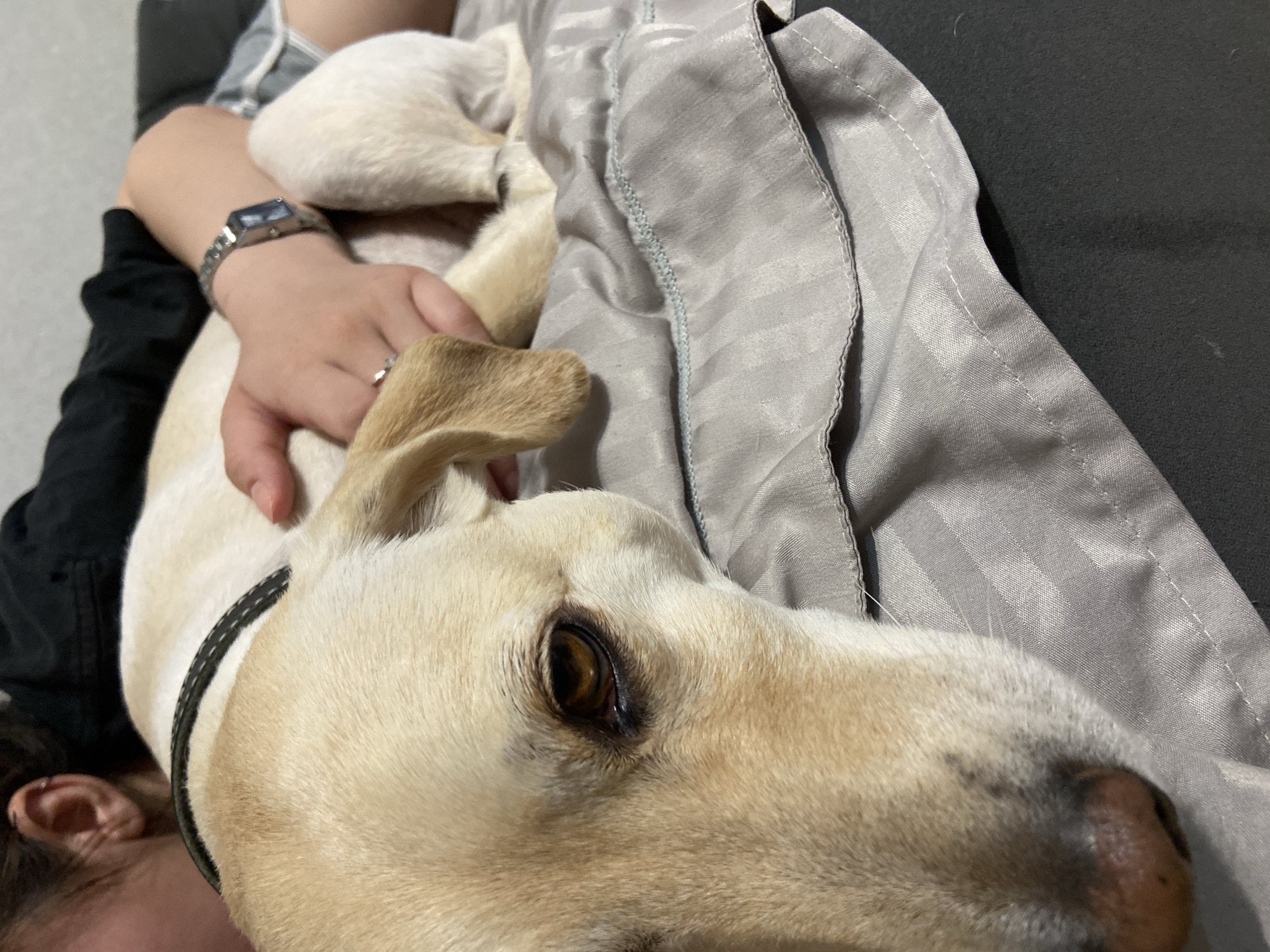 The image depicts a close-up of a light-colored dog, likely a Labrador Retriever, lying down on a gray, striped surface. The dog's head is in the foreground, with its right eye visible and dark brown. The dog is wearing a black collar with reflective stitching. Partially visible in the background are a person's arm, hand, and part of their head. The person is wearing a black top and shorts, and a silver watch with a dark blue face is on their wrist. A ring is visible on the person's ring finger. The person's hand is resting on the dog's back. The environment appears to be indoors, possibly a bed or sofa, given the fabric and lighting. There is no indication or visual information related to the city of Tuymazy, Russia.