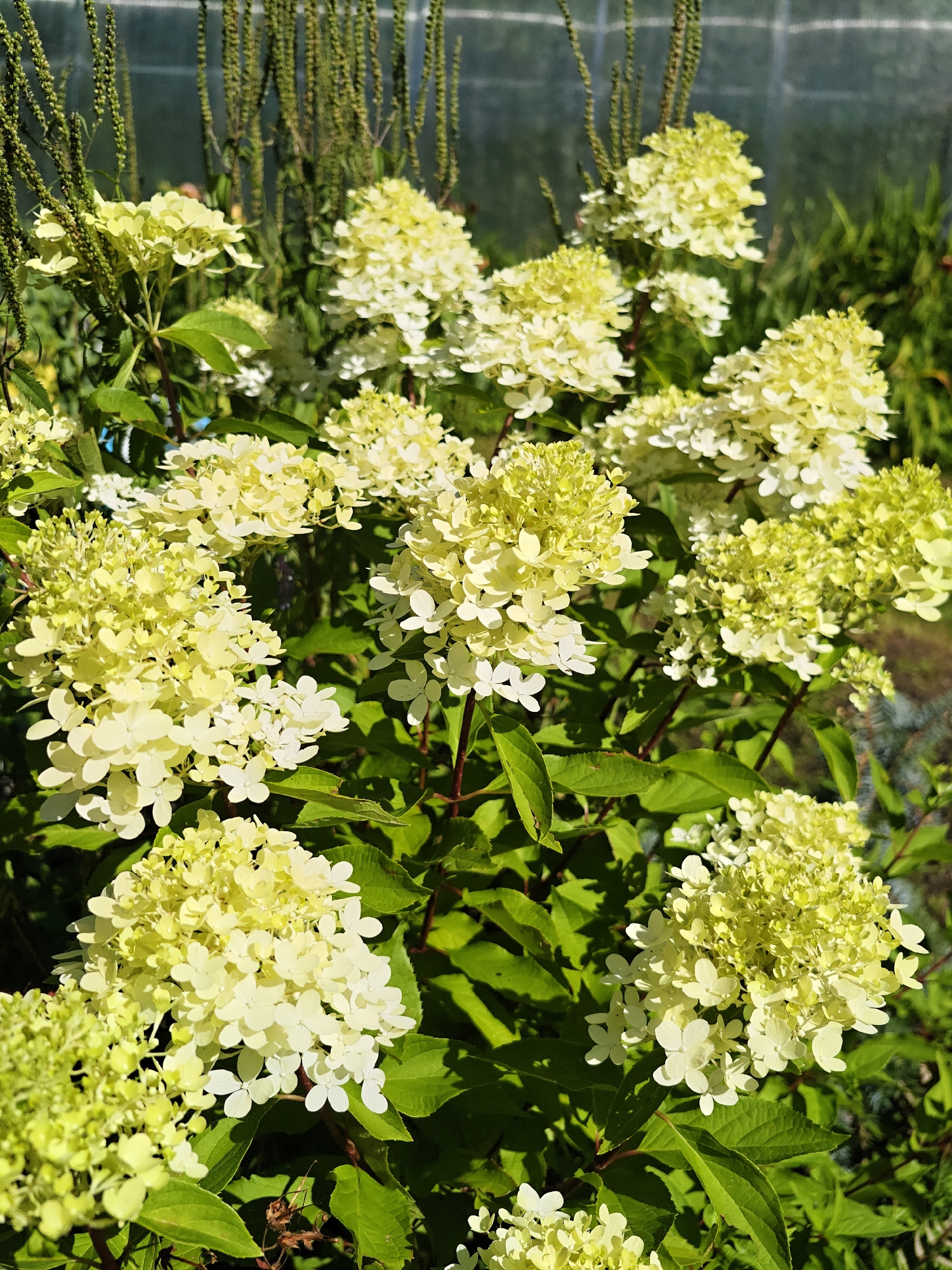 The image shows a close-up of a cluster of light yellow hydrangeas in bloom. The flowers are cone-shaped and made up of many small florets. The hydrangeas are a vibrant green, with large, serrated leaves. The background is slightly blurred, but appears to be a garden with other plants and a greenhouse or similar structure. The lighting suggests it is daytime, with sunlight filtering through the leaves, creating shadows and highlights. The scene is likely located in a garden in Dubki, Russia, a village known for its natural beauty and green spaces.