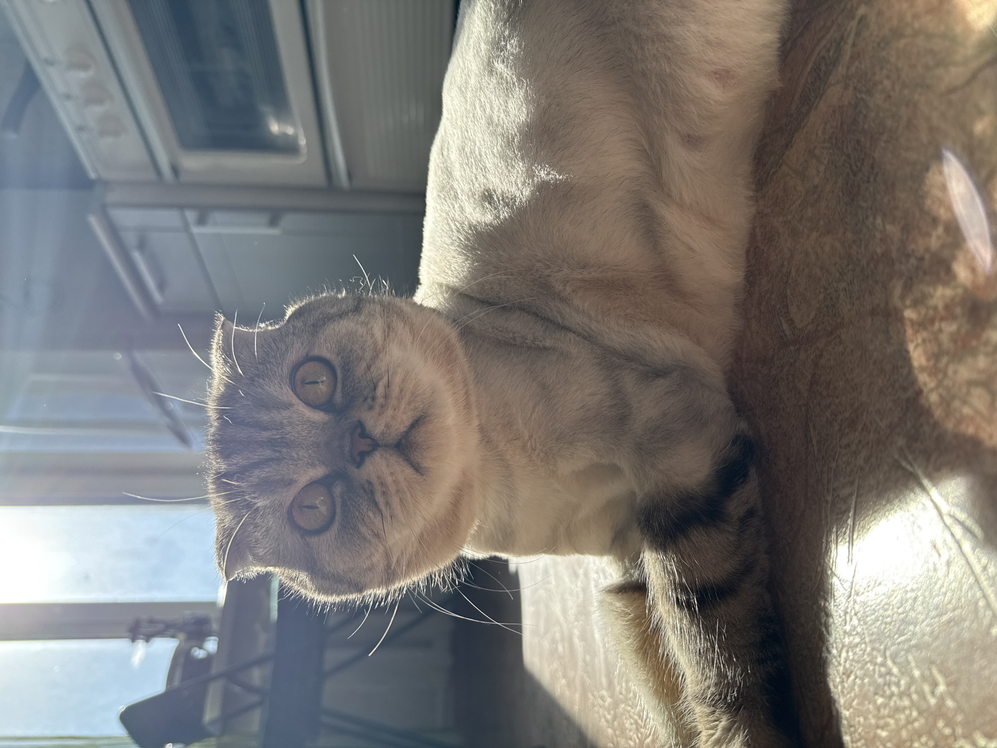 A close-up, high-angle shot shows a gray and white cat with large, round eyes looking directly at the camera. The cat is positioned with its head tilted to the left. Its fur appears soft, and its whiskers are prominent. Behind the cat, a window with sunlight streaming through is visible, as well as a glimpse of what appears to be a kitchen, including a microwave. The cat is resting on a patterned surface. The location is Unknown, Unknown.