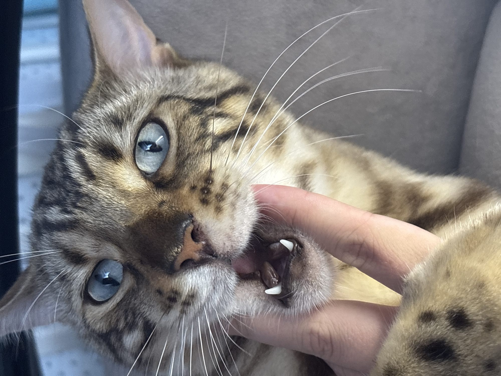 A close-up shot focuses on the face of a Bengal cat. The cat has striking blue eyes and characteristic dark tabby markings. Its mouth is slightly open, revealing sharp white teeth. A human hand is gently holding the cat's mouth open, with the thumb and index finger positioned around the lower jaw. The cat's fur is a mix of tan and brown with darker spots. The background is a soft, neutral gray, suggesting an indoor setting, possibly a sofa or chair. No specific location in Noviy, Russia, can be determined from the image.